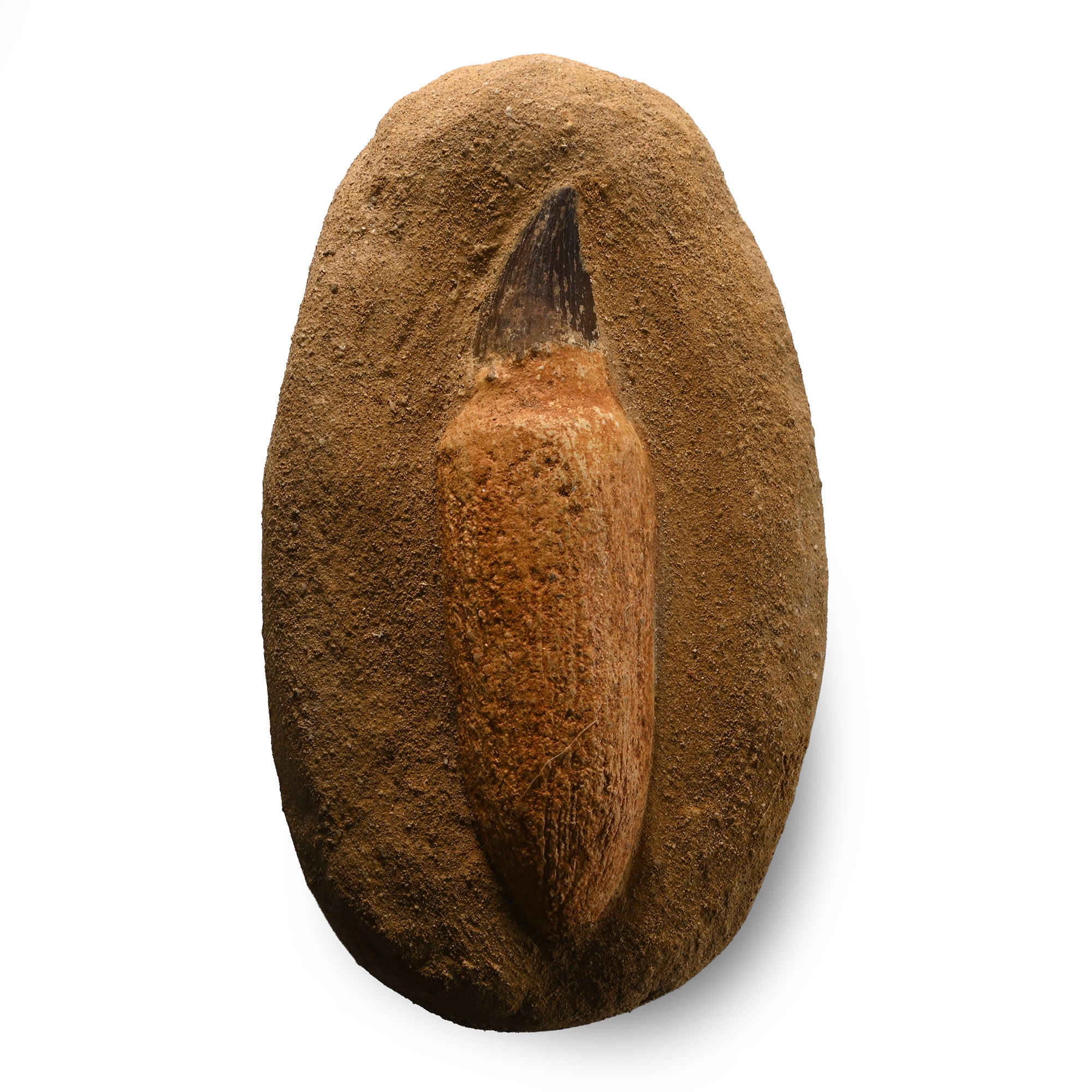 Mosasaur 'Marine Dinosaur' Fossil Tooth