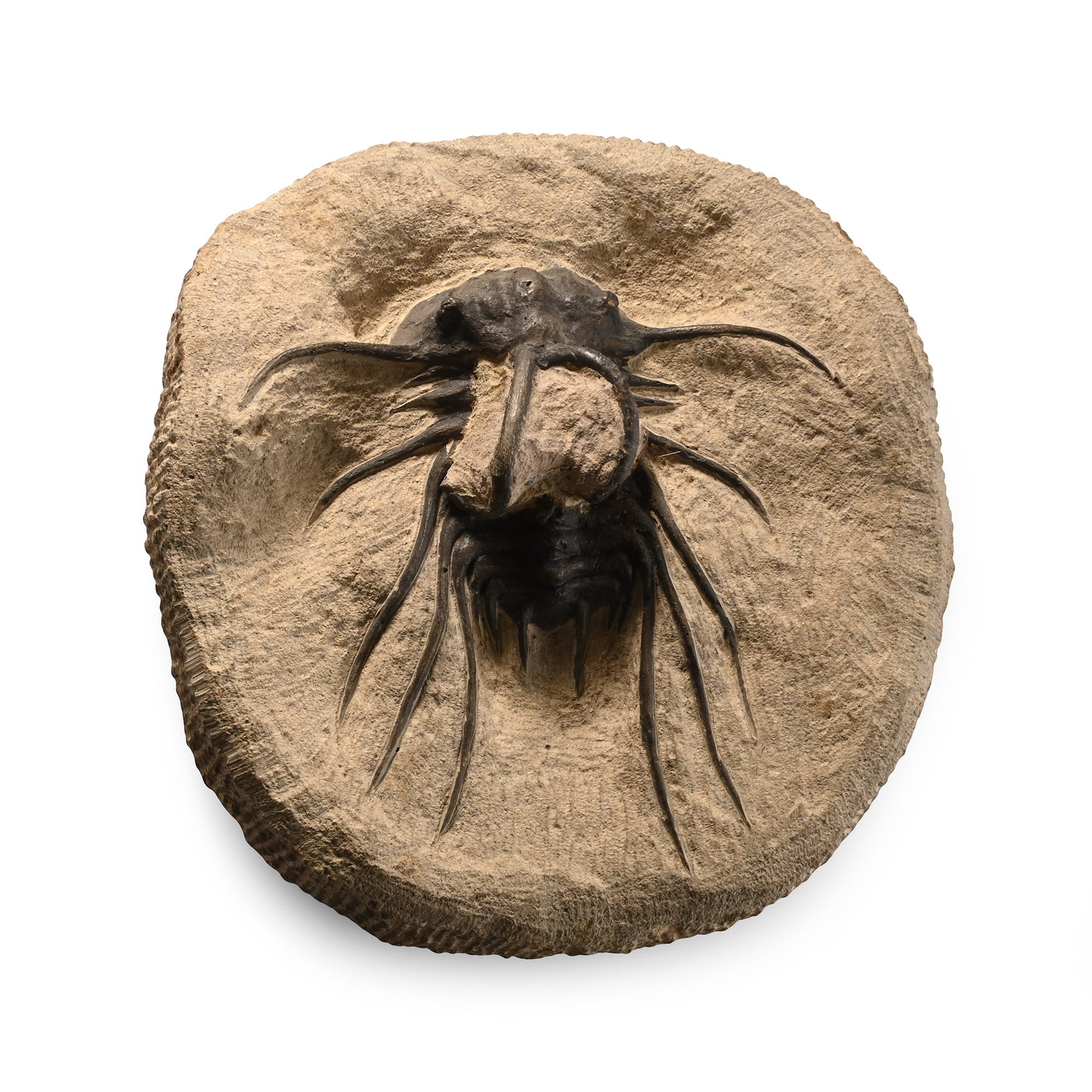Dicranurus Monstrosus Composite Fossil Trilobite