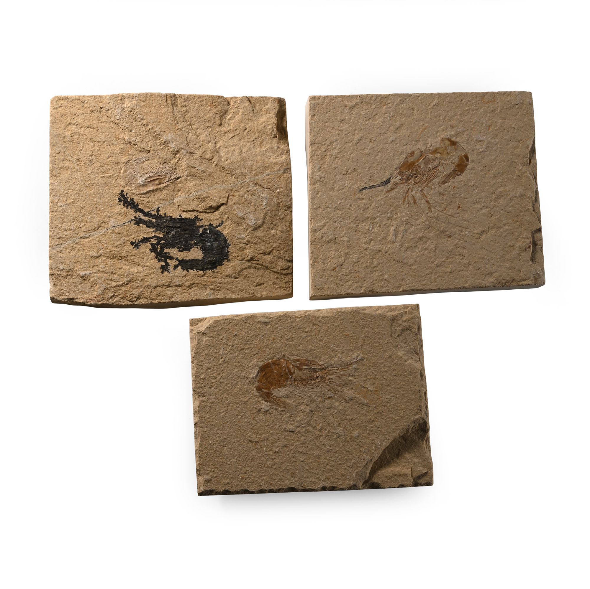 Fossil Lebanese Shrimp on Matrix Group