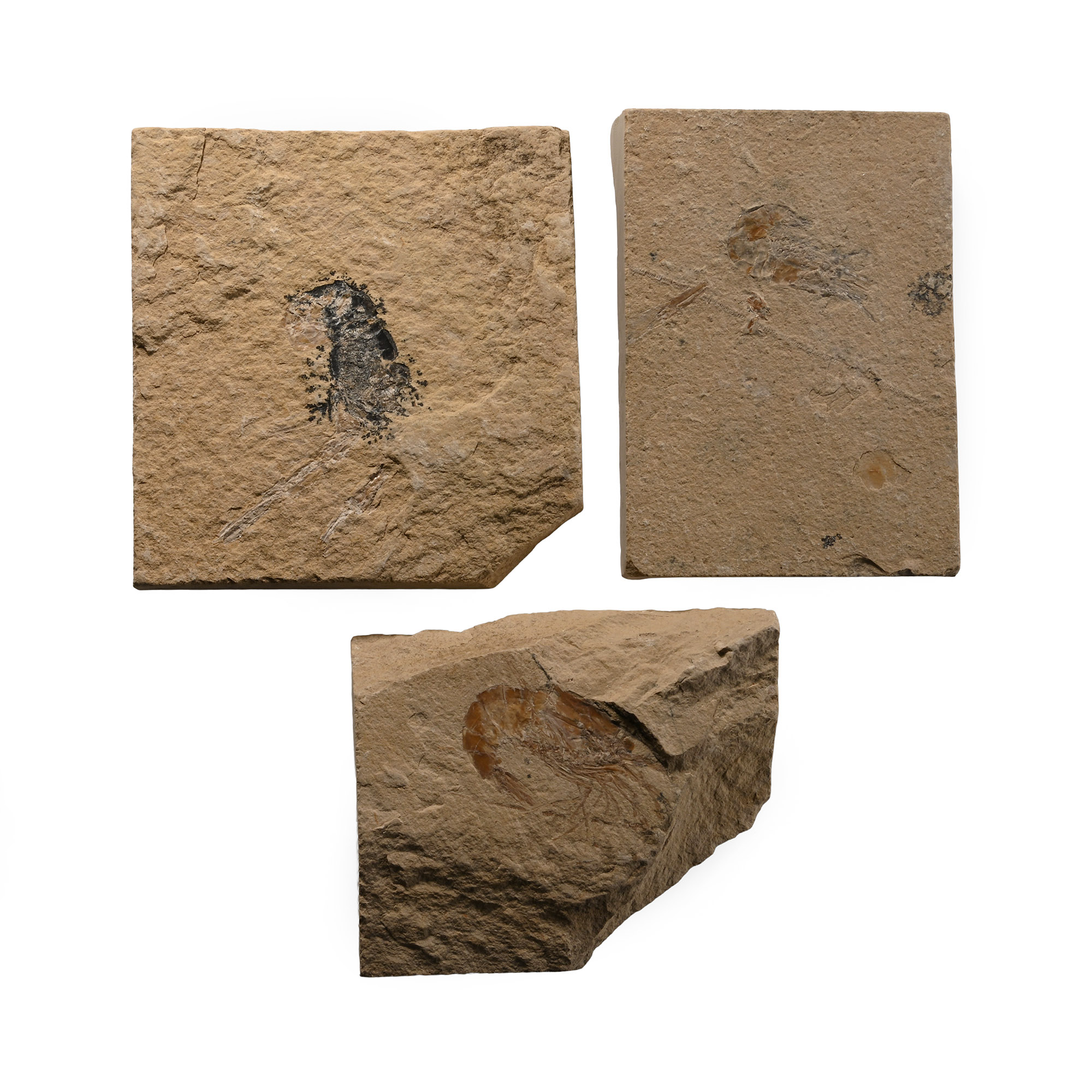 Fossil Lebanese Shrimp on Matrix Group