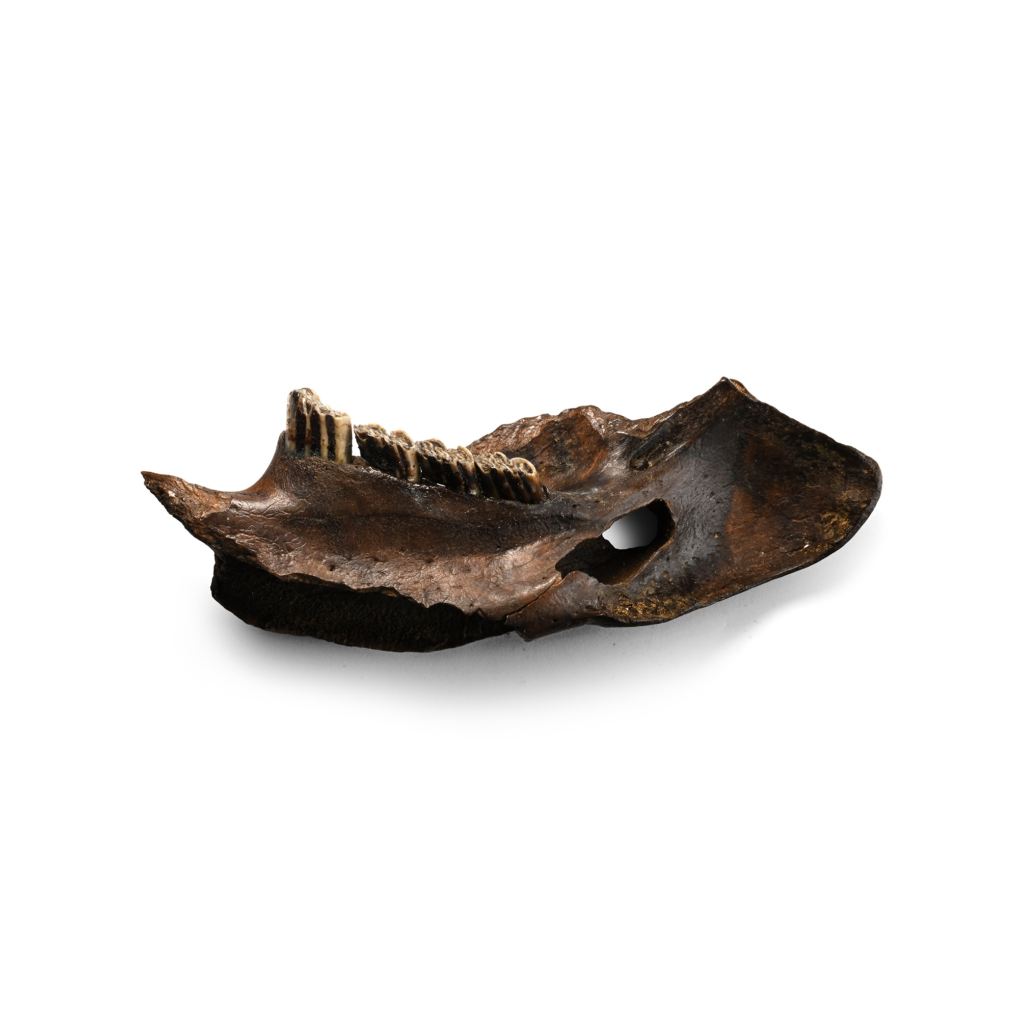 Stone Age Neanderthal Period Beaver Jaw Pendant with Markings