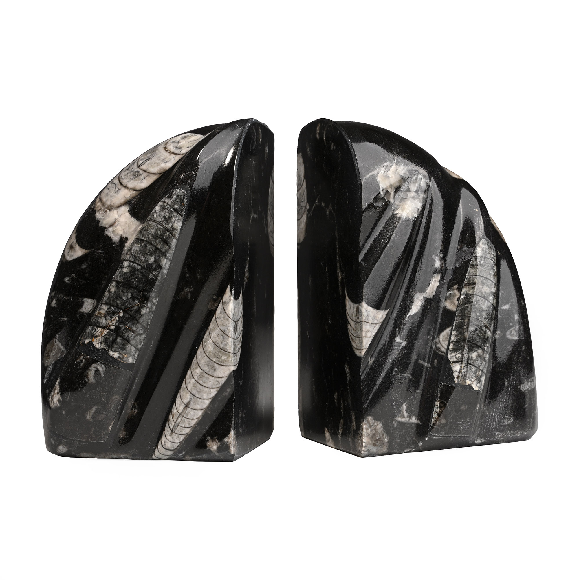 Polished Orthoceras Fossil Bookends