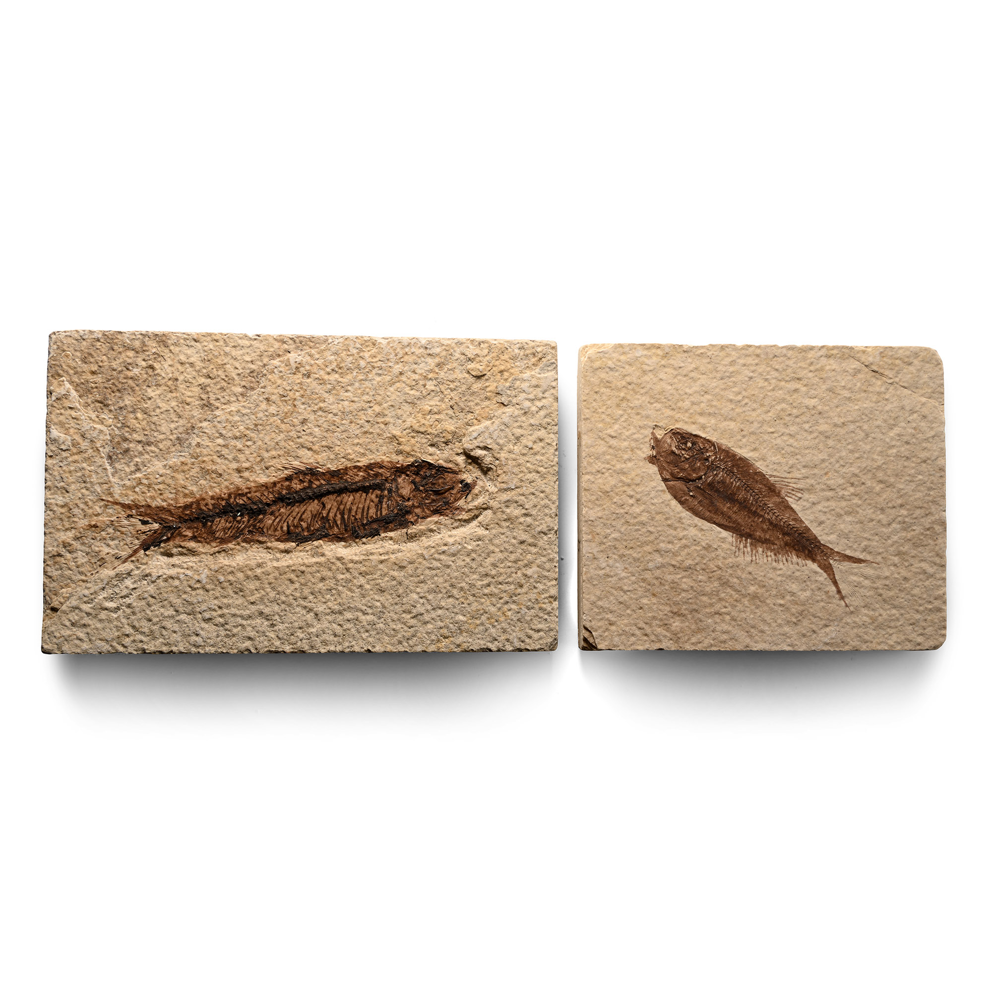 Knightia Fossil Fish on Matrix Pair