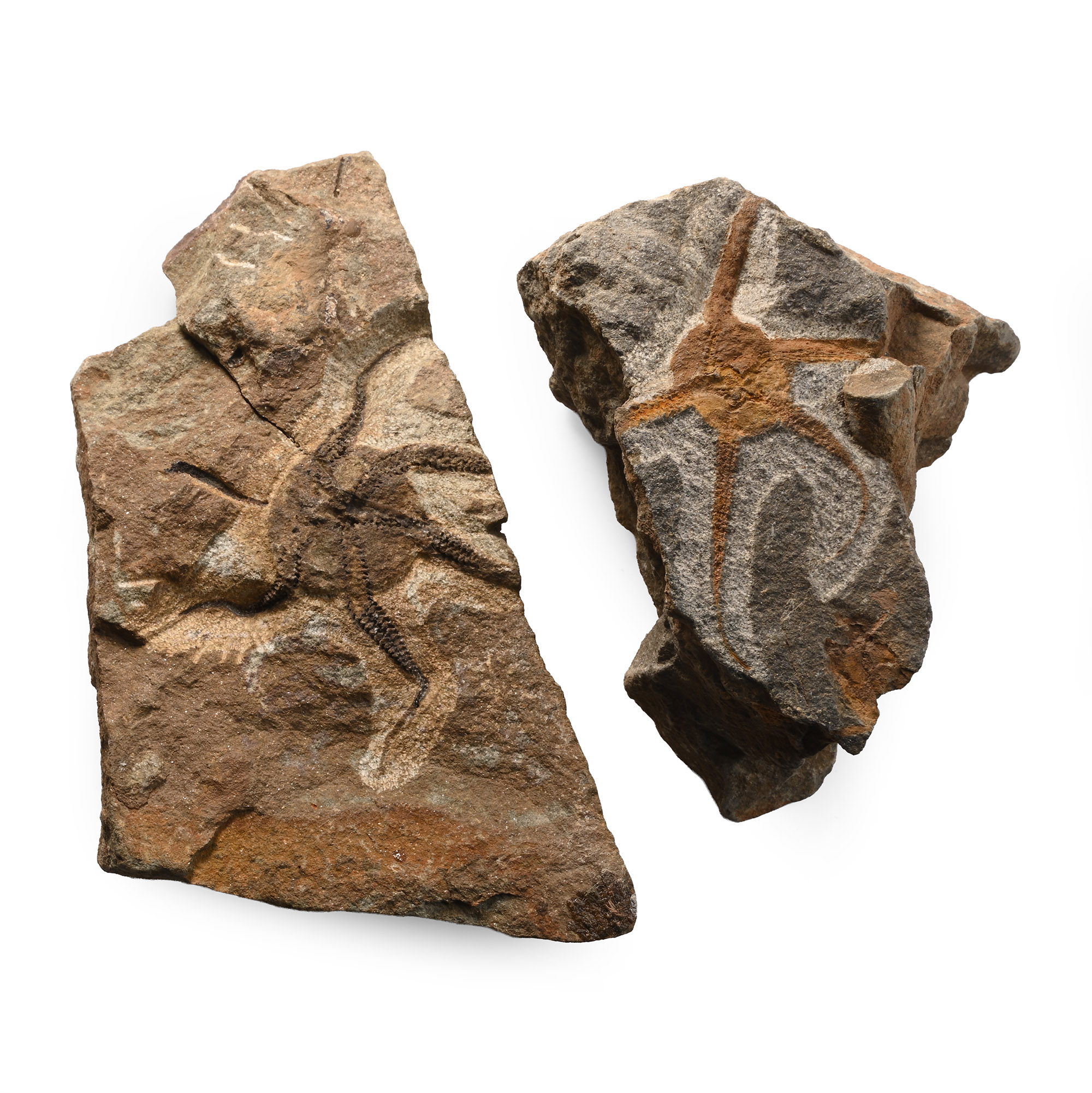 Fossil Brittle Star on Matrix Pair