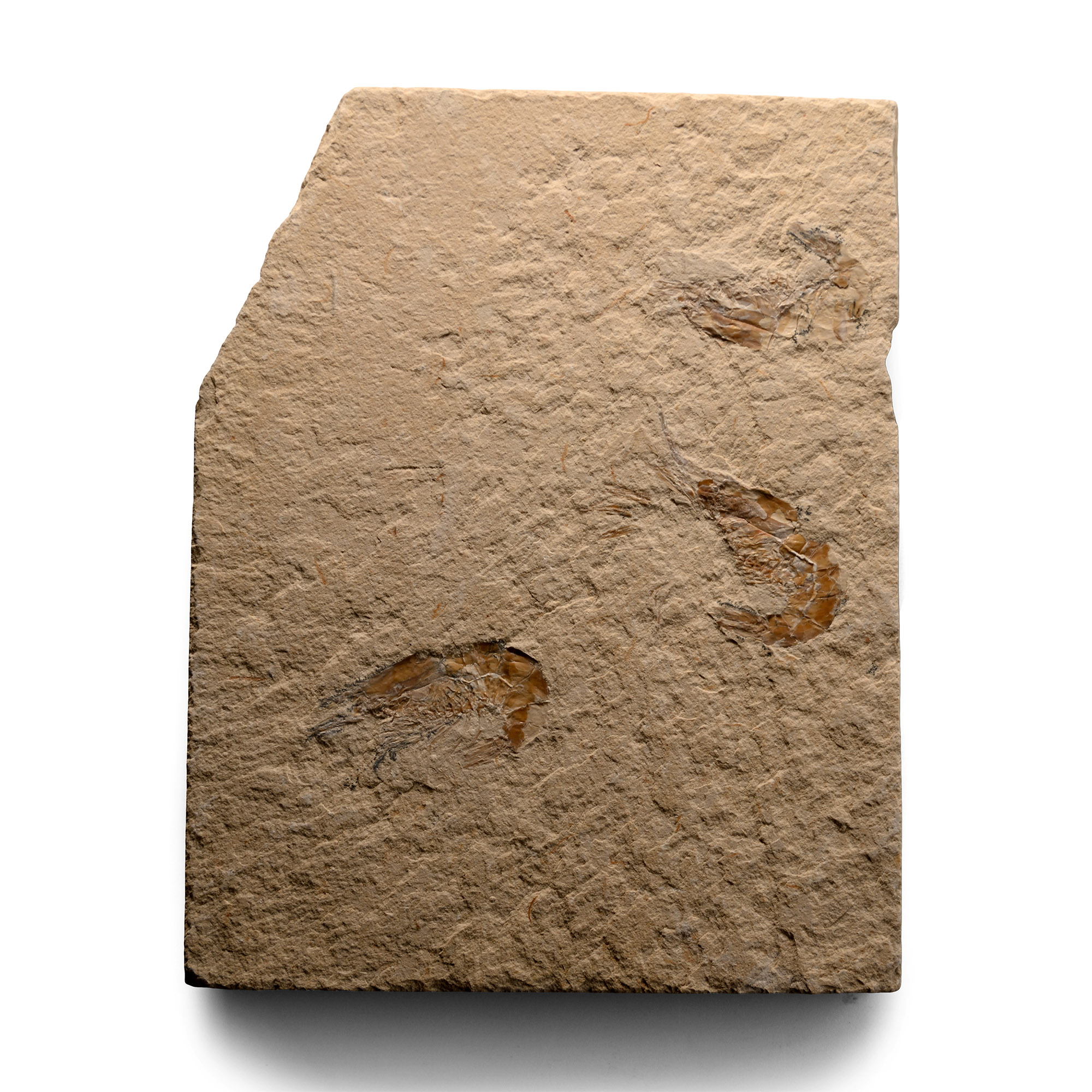 Lebanese Fossil Shrimp Plate