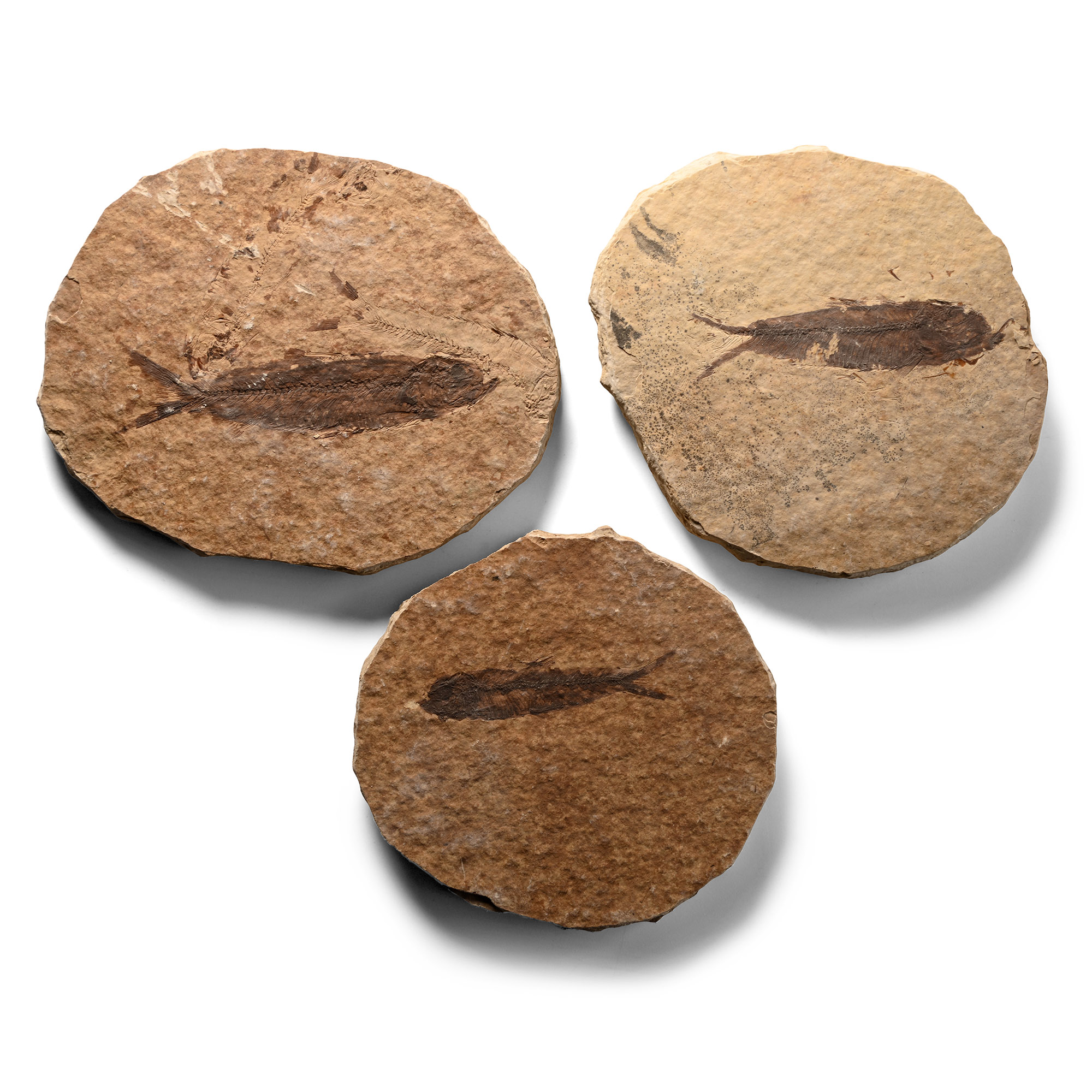 Knightia Fossil Fish on Matrix Group