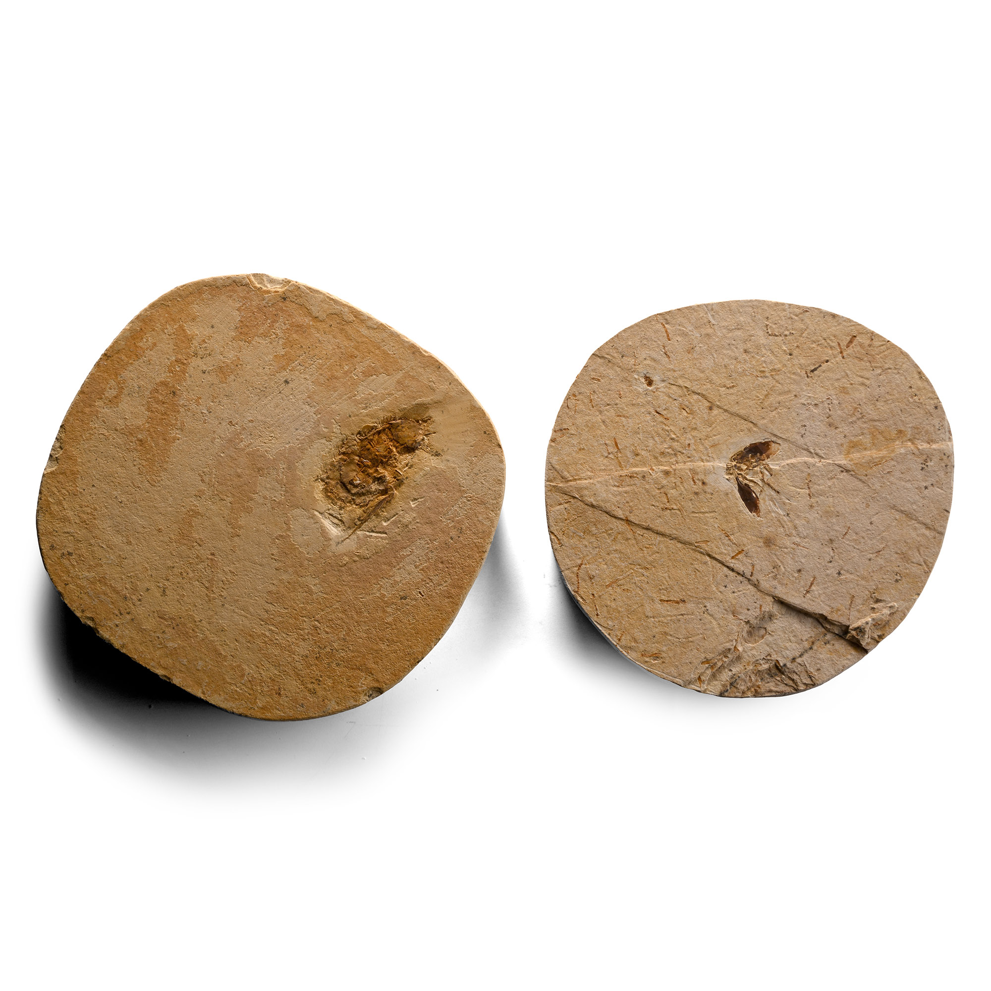 Fossil Insect on Matrix Group