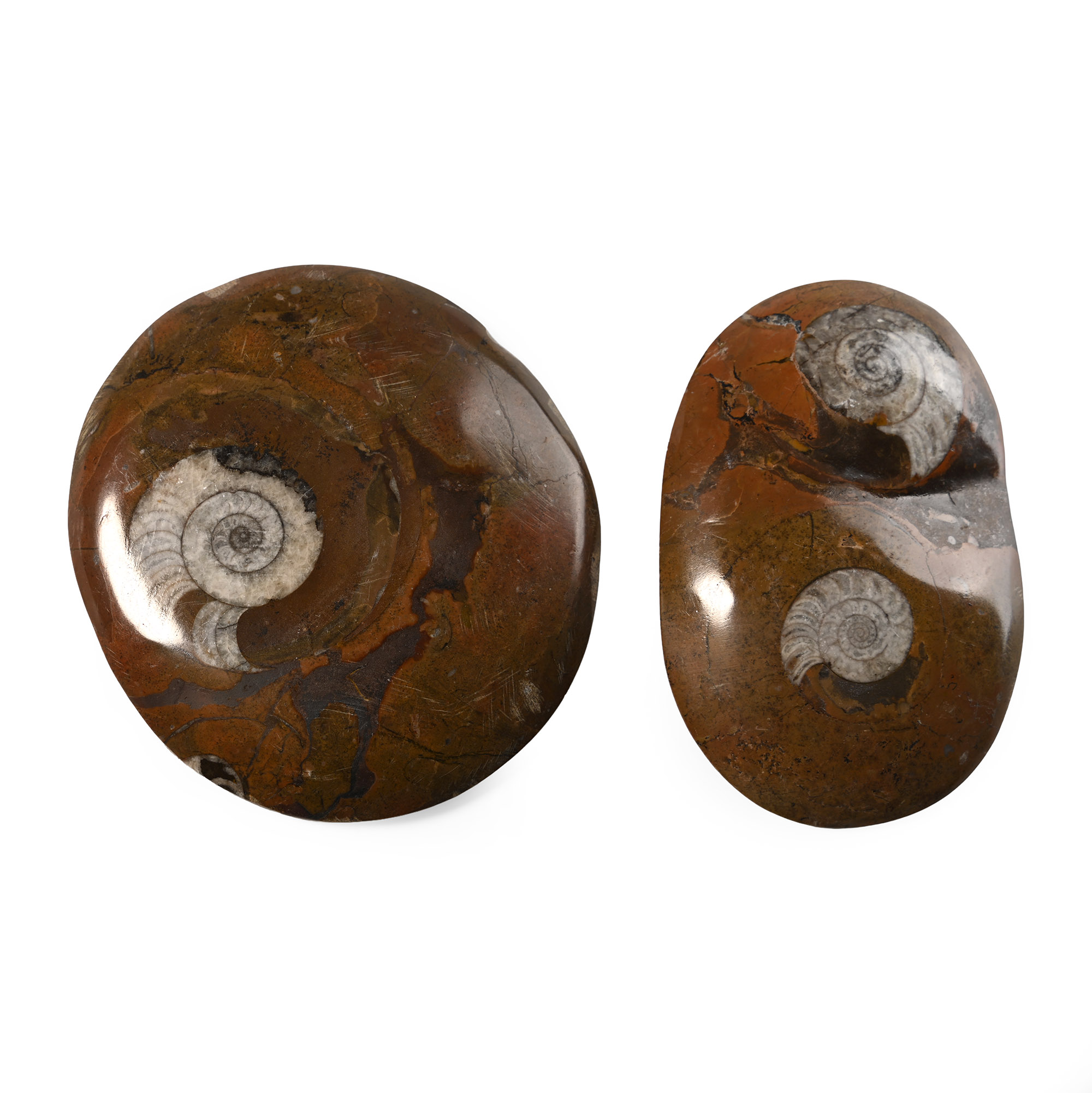 Polished Fossil Goniatite Button Group