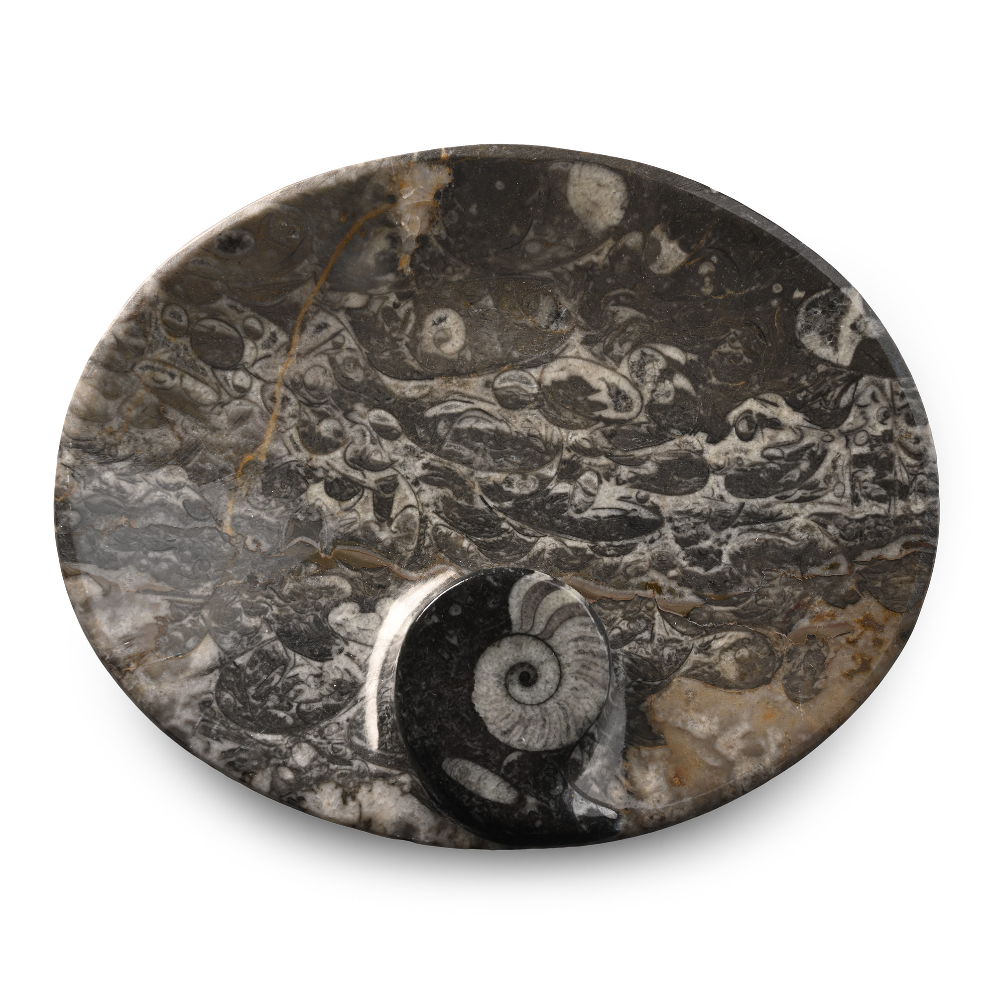 Polished Fossil Goniatite Bowl