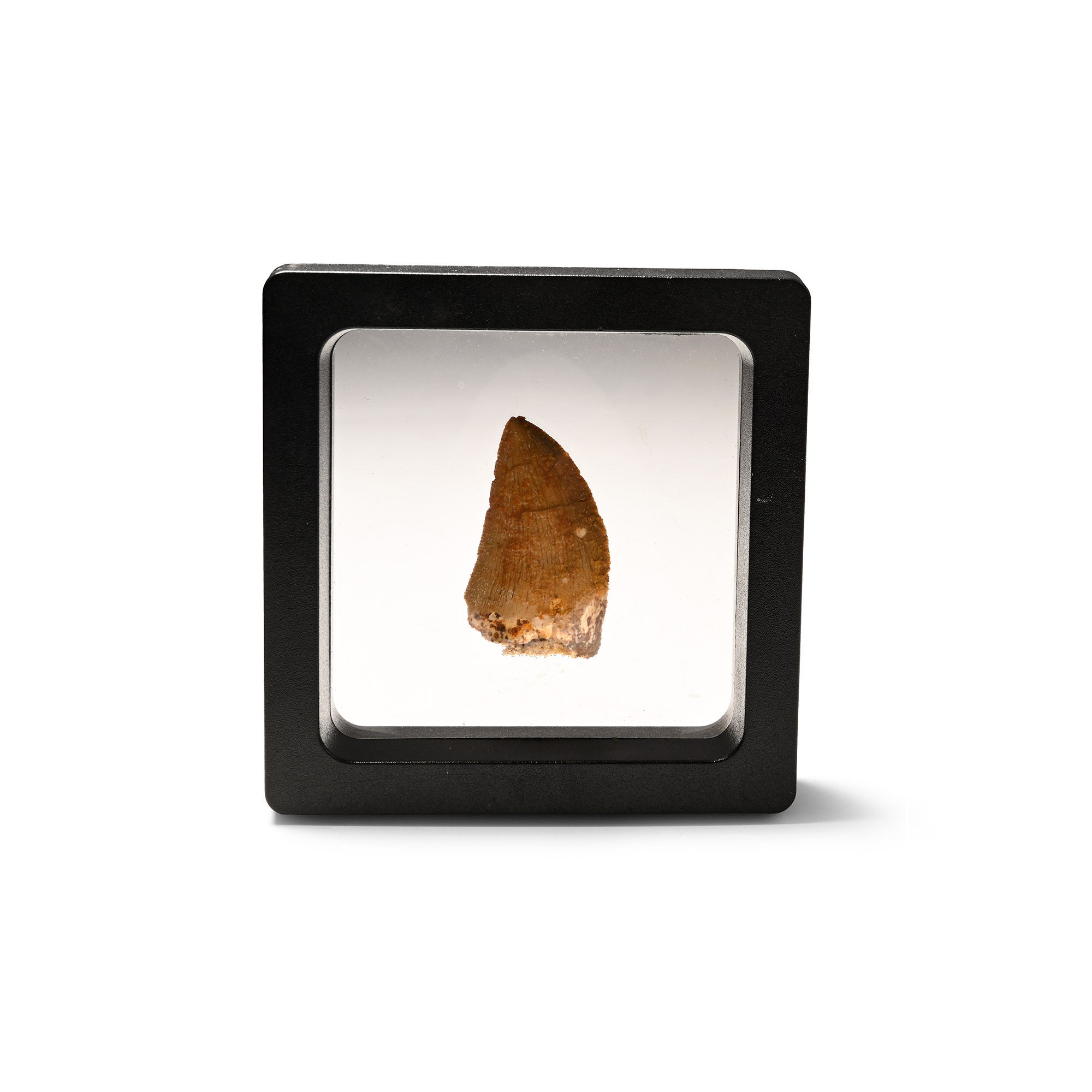 Carcharodontosaurus North African 'T-Rex' Fossil Dinosaur Tooth