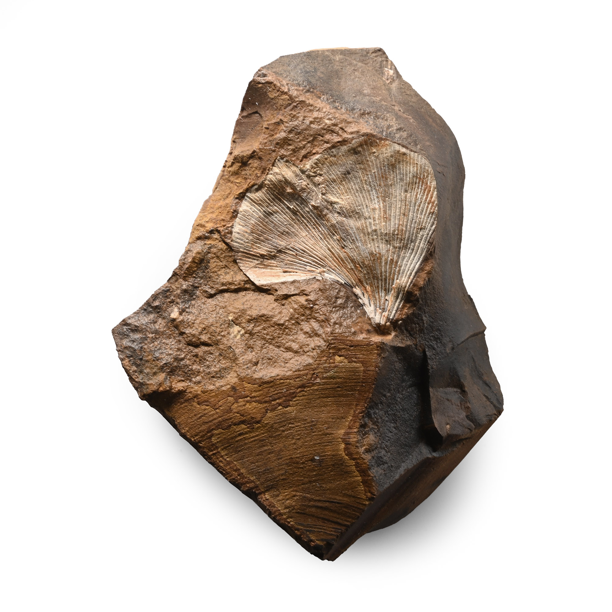 Fossil Ginko Leaf on Matrix