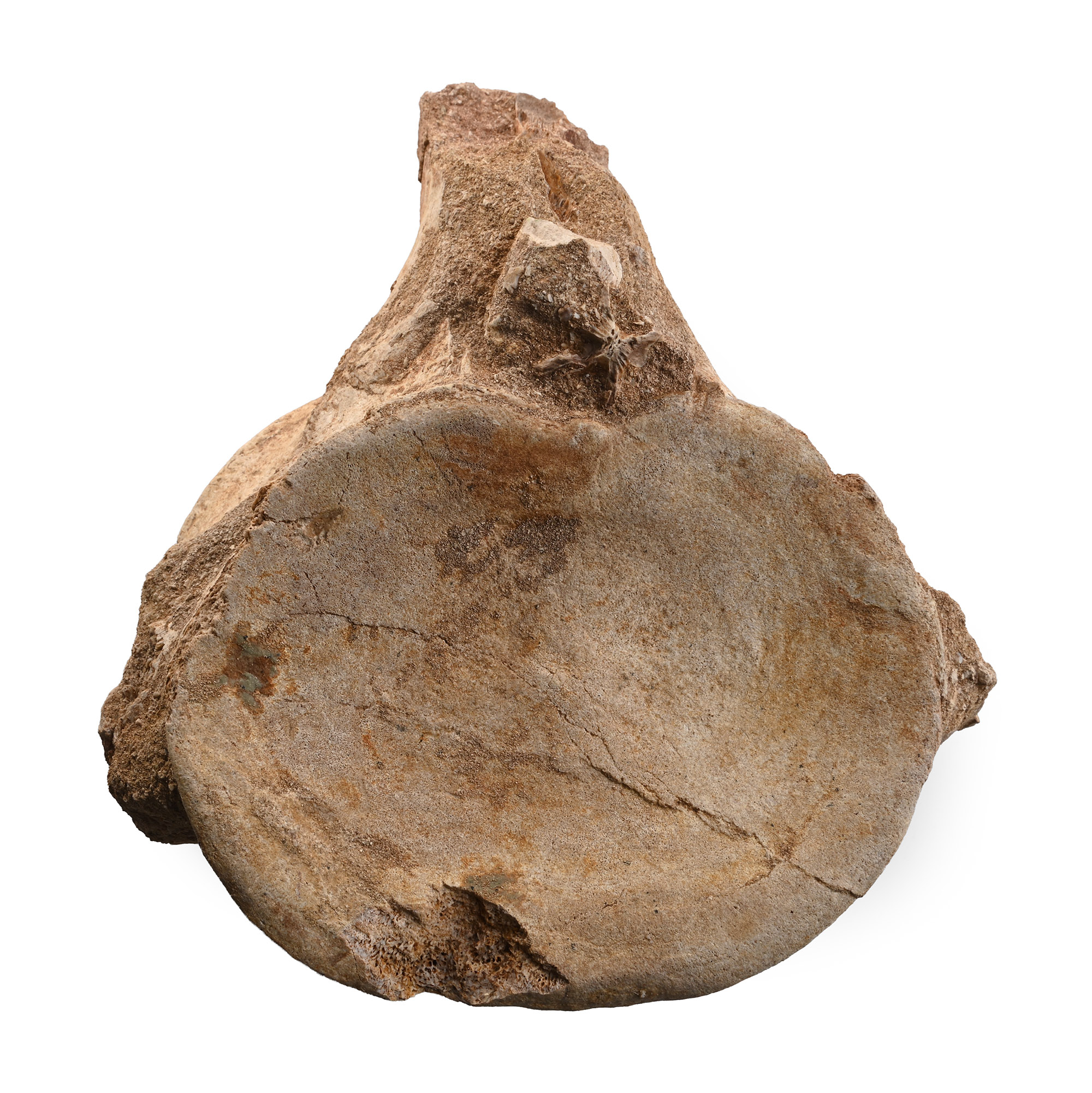 Fossil Plesiosaur 'Marine Dinosaur' Vertebra