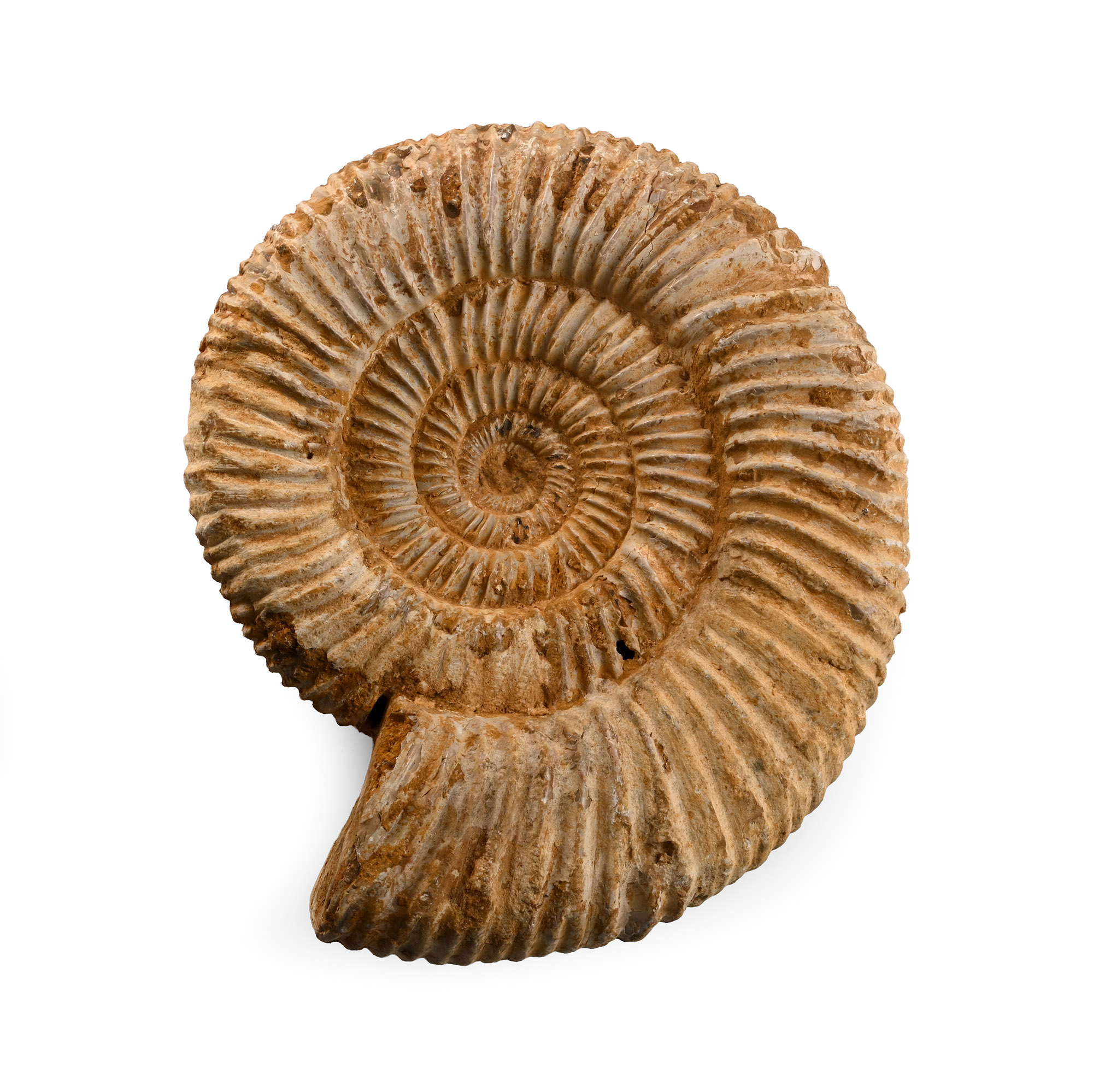 Perisphinctes Fossil Ammonite