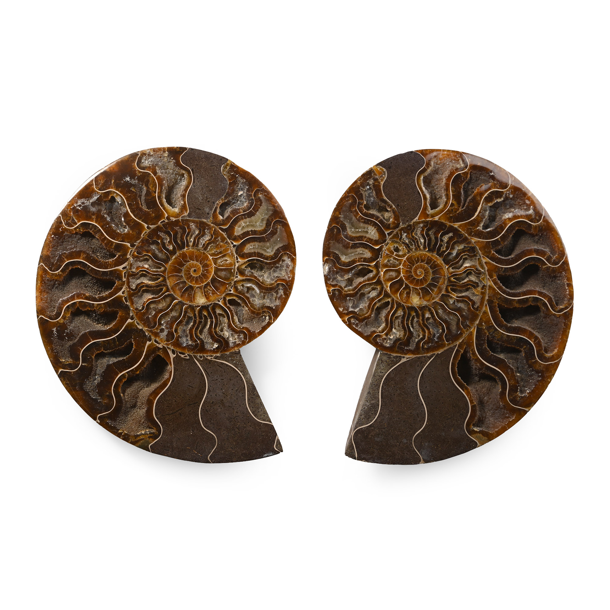 Cleoniceras Fossil Ammonite
