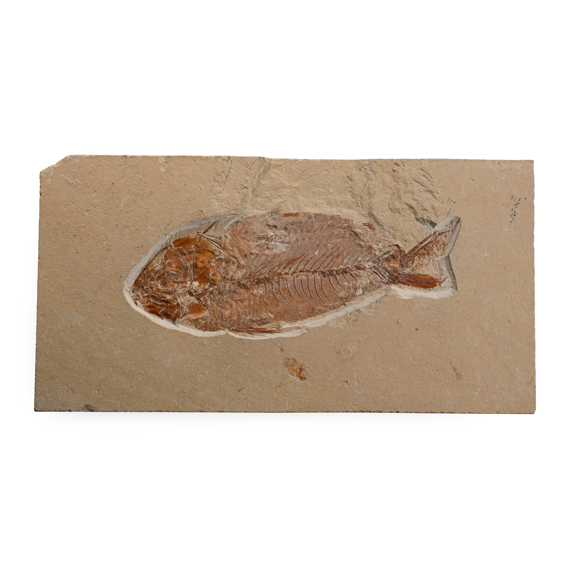Lebanese Nematonotus Fossil Fish in Matrix