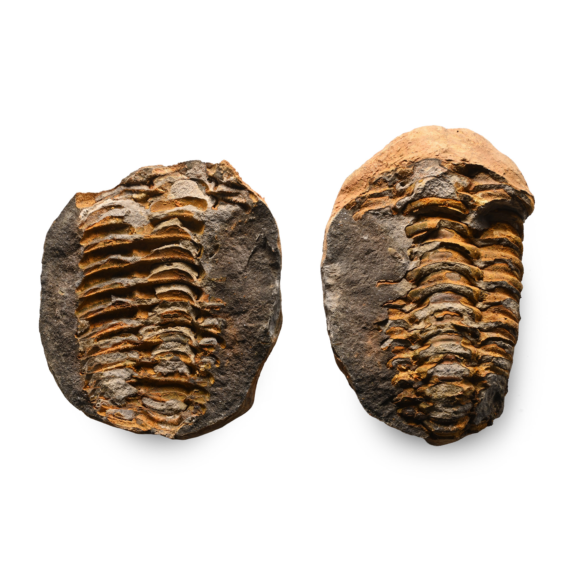 Fossil Flexicalymene Trilobite