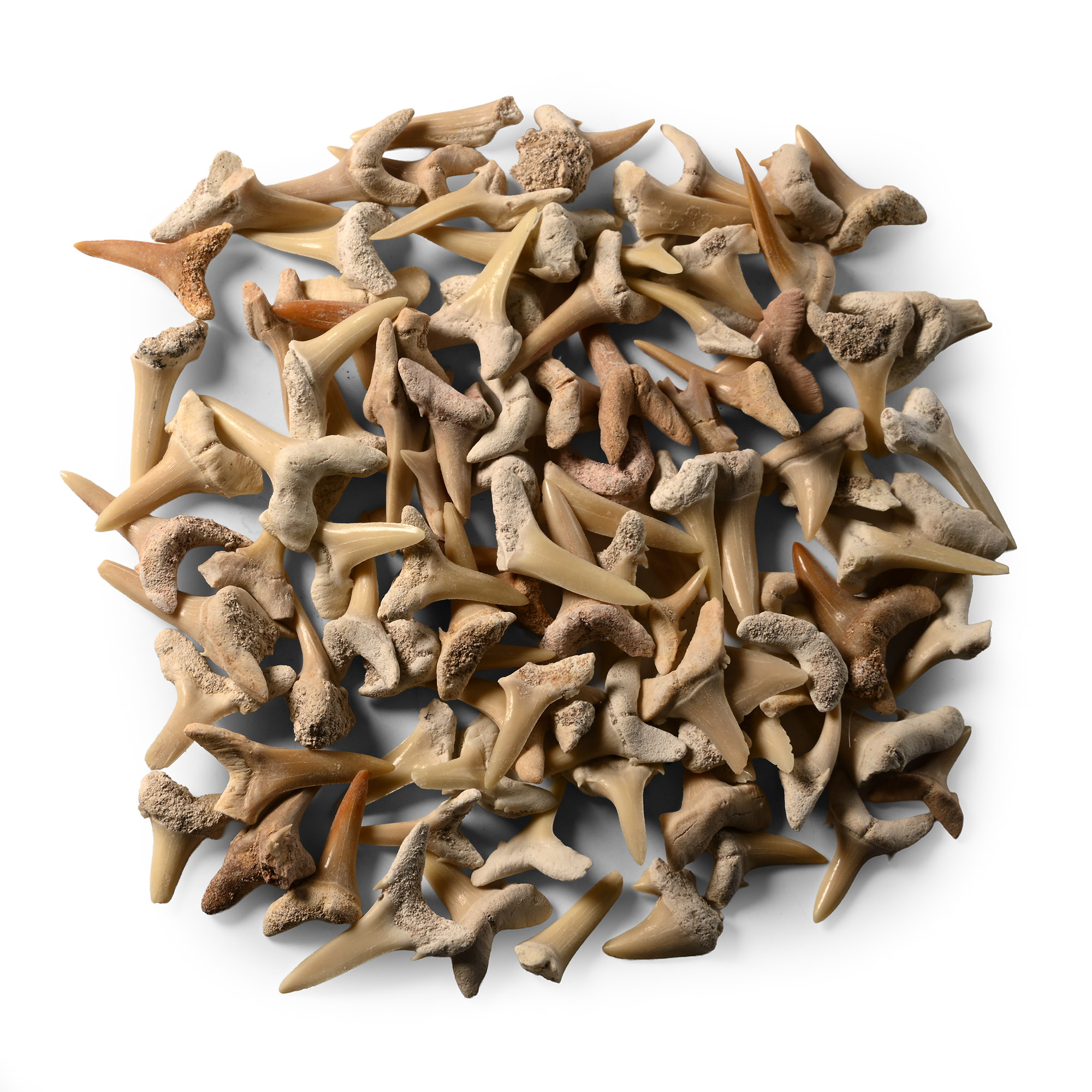 Fossil Sand Shark Tooth Group