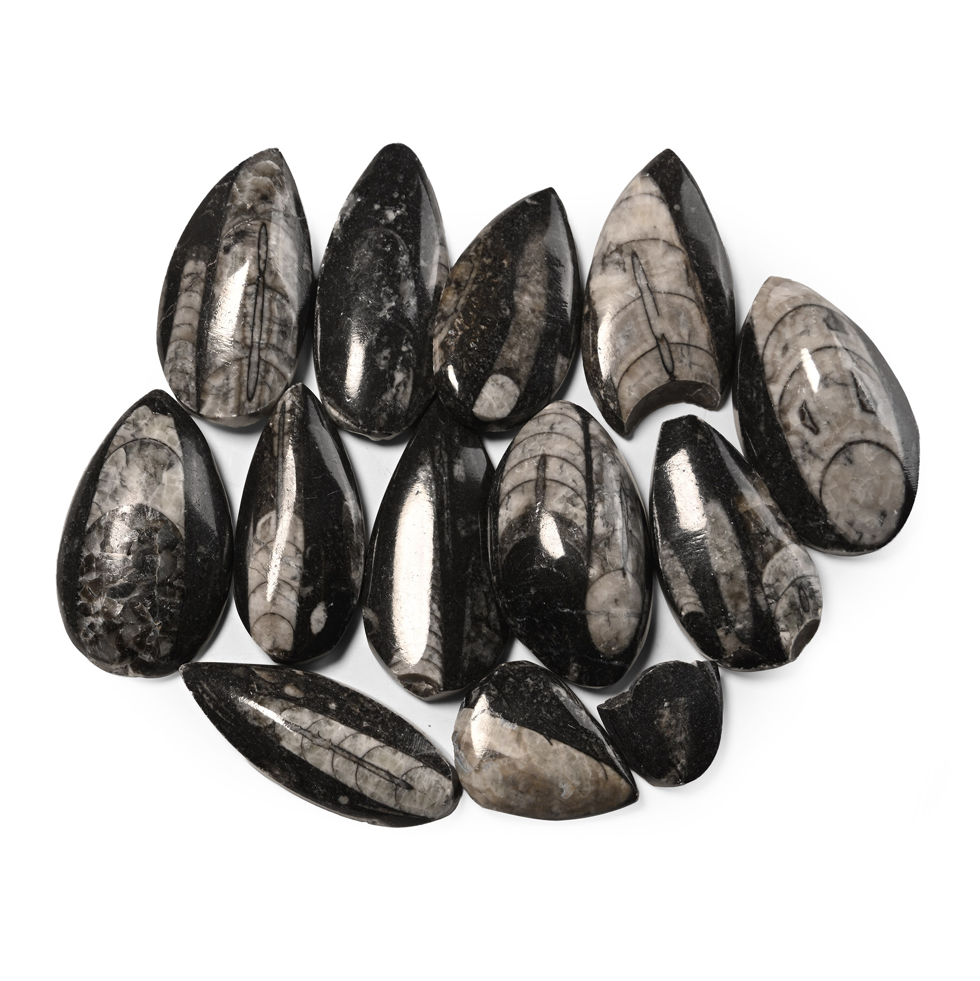 Polished Fossil Orthoceras Group