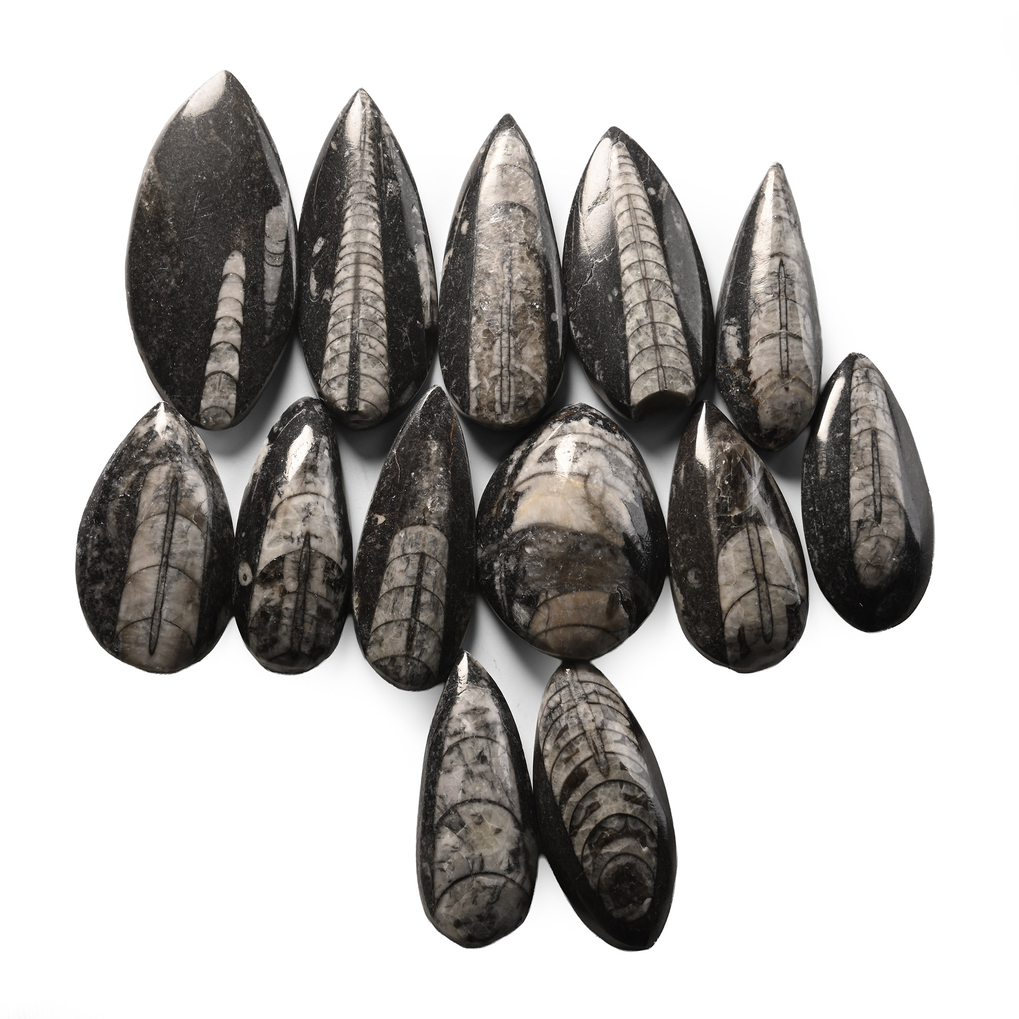 Polished Fossil Orthoceras Group