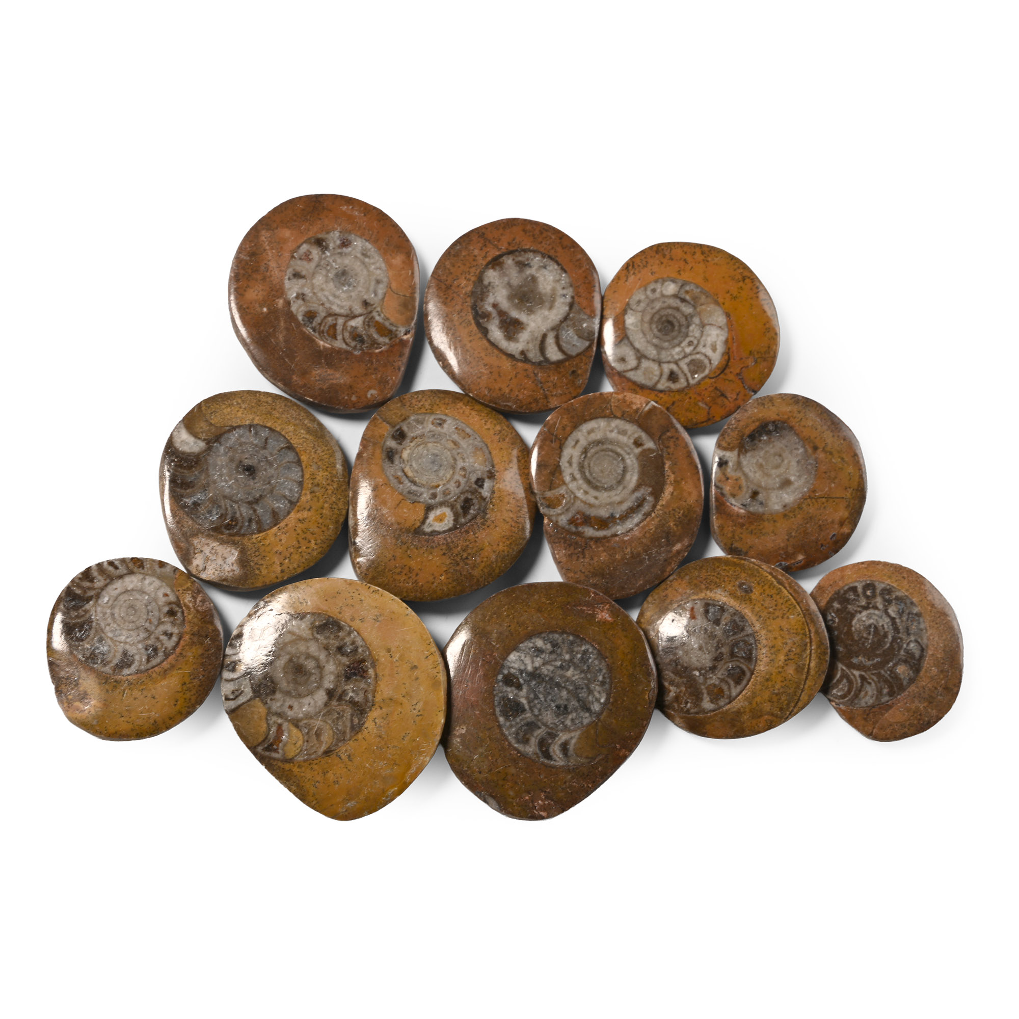 Polished Fossil Goniatite Button Group