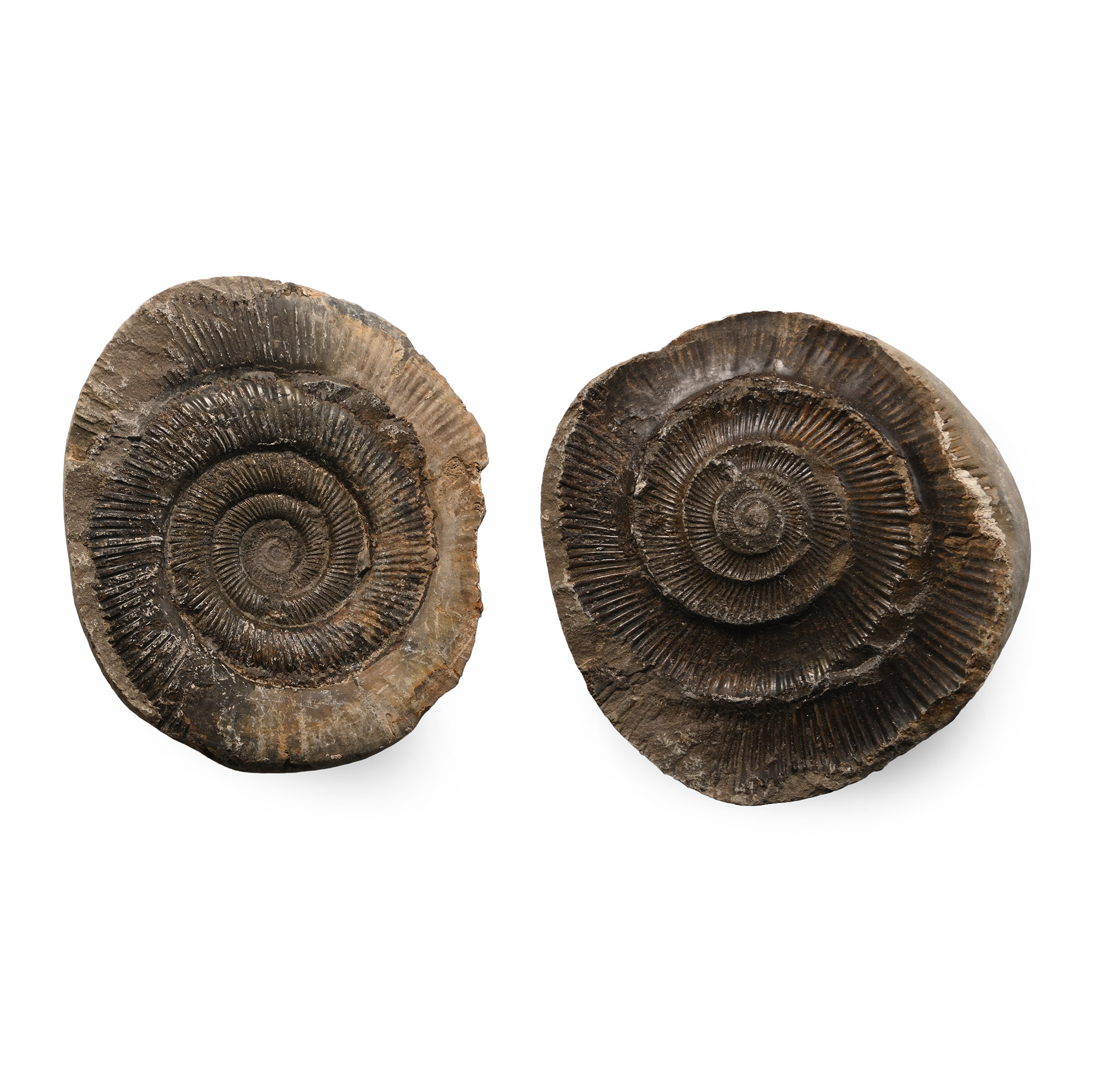 Whitby Ammonite Fossil Nodule