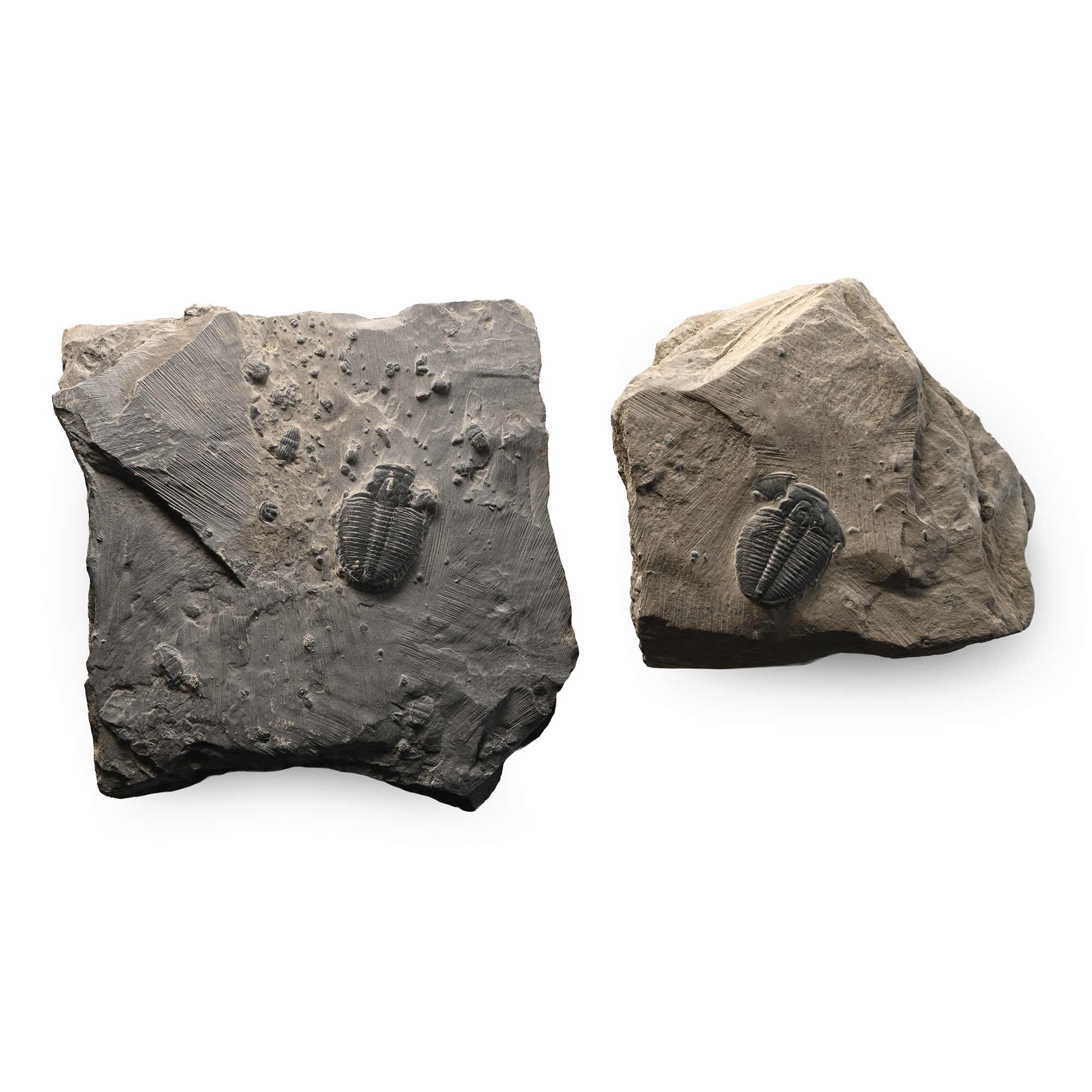 Elrathia Fossil Trilobites in Matrix