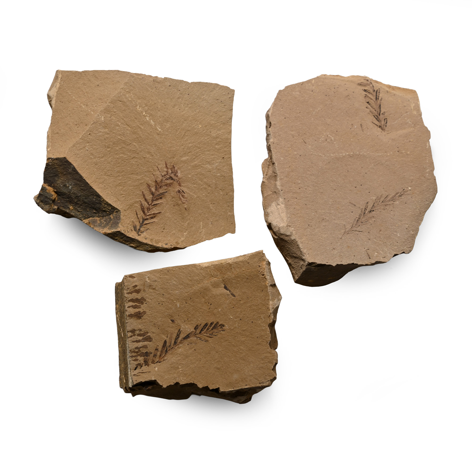 Dawn Redwood Fossil Plant Group