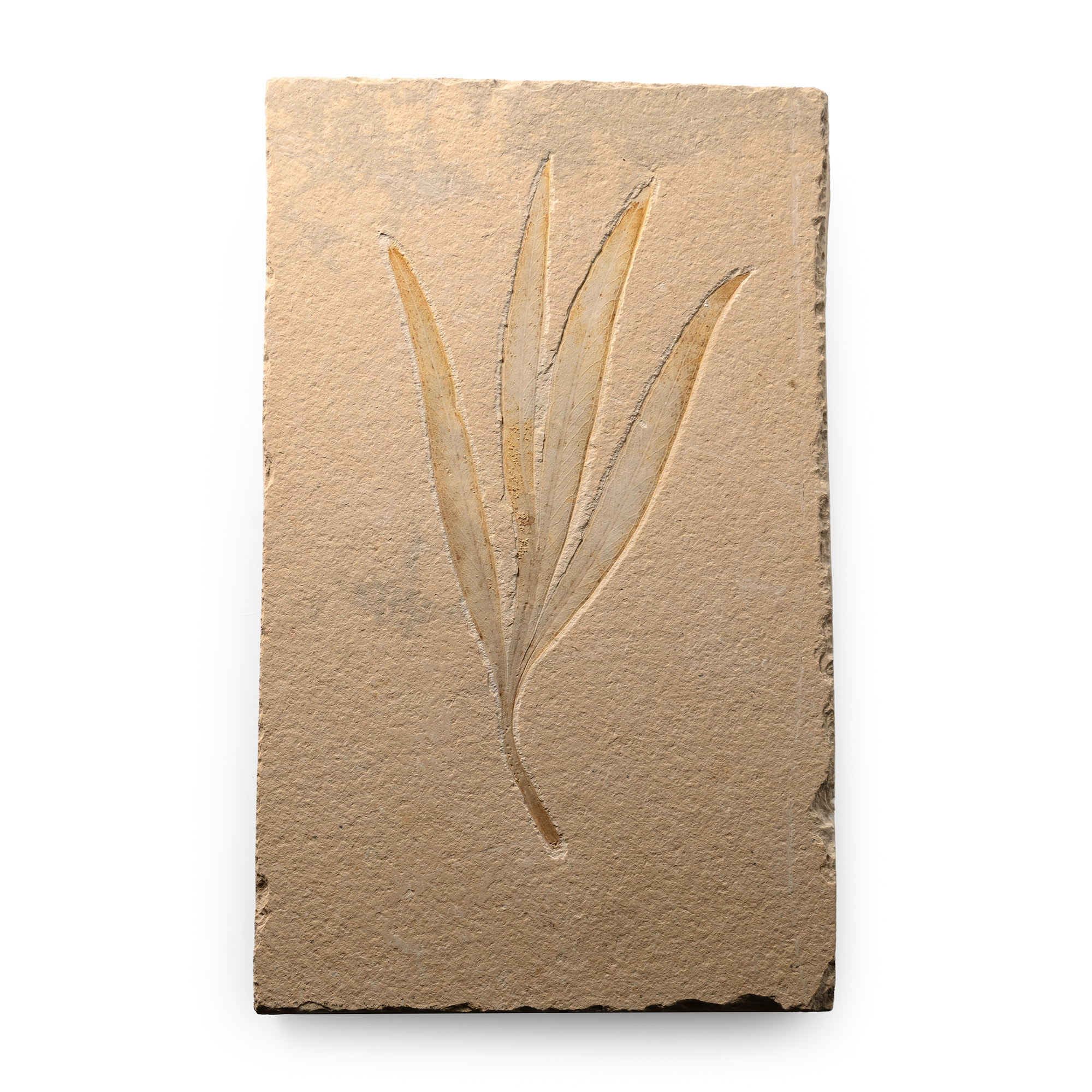 Lebanese Fossil Sapindopsis Plant Leaf