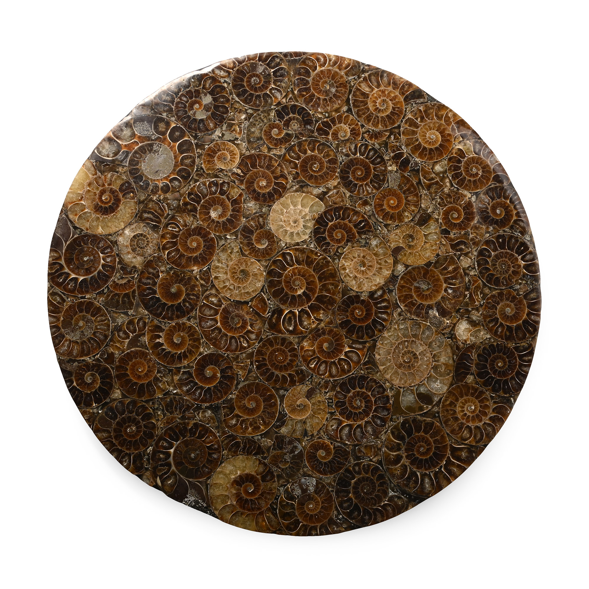 Composite Polished Fossil Ammonite Plate
