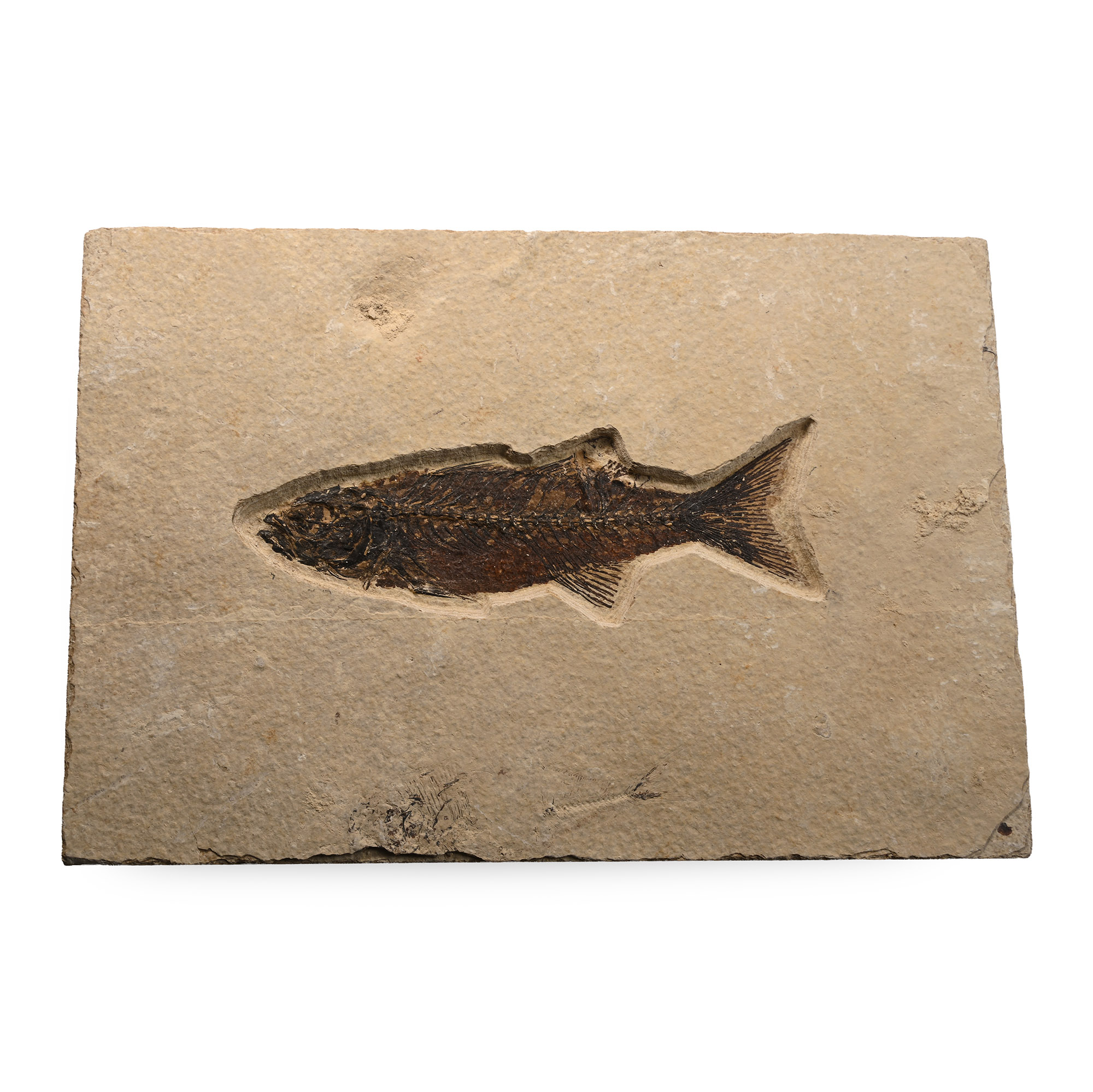 Mioplosus Fossil Fish