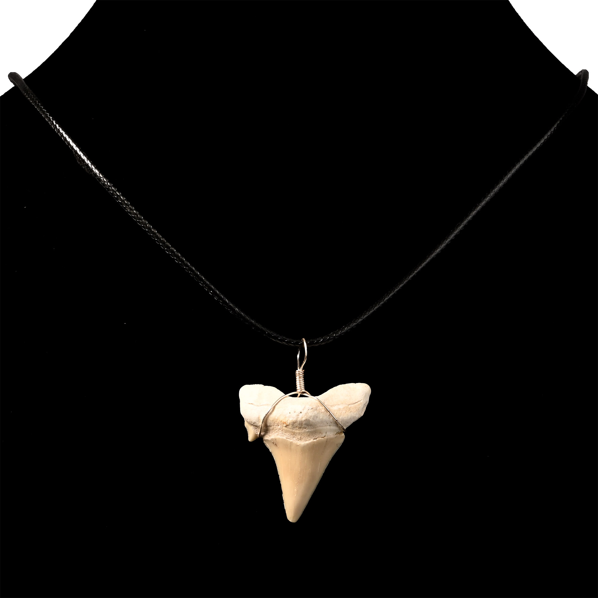 Fossil Otodus Shark Tooth Necklace