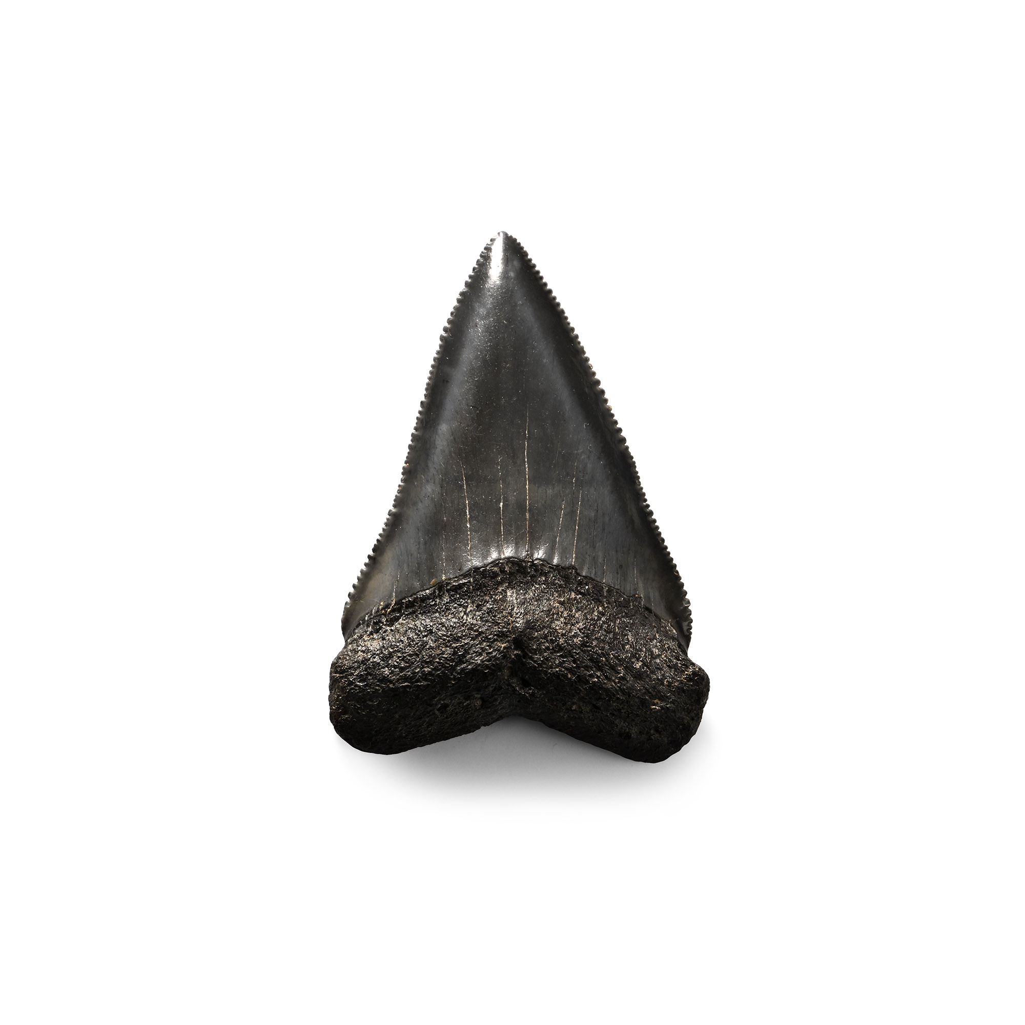 Large Fossilised Great White Shark's Tooth