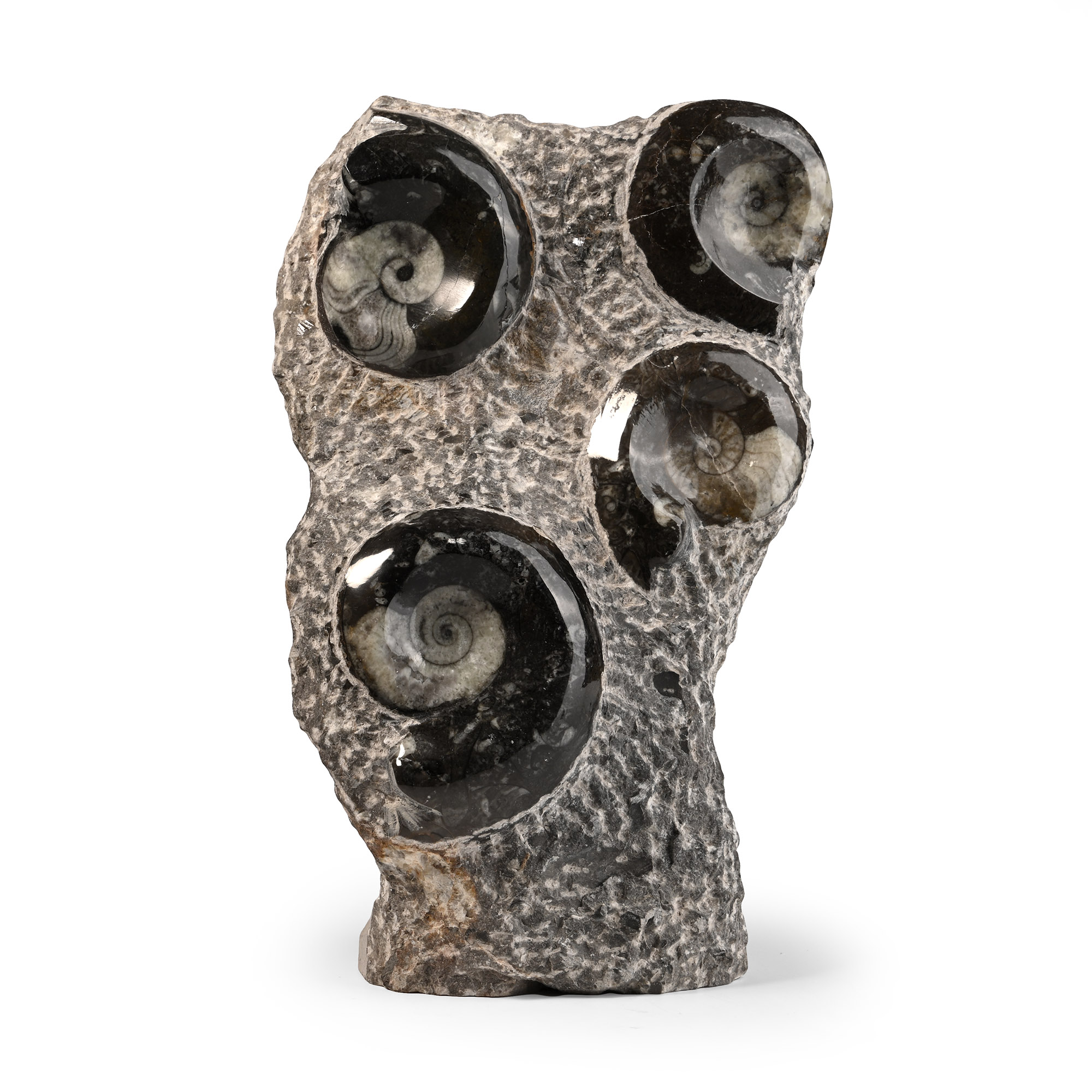 Polished Fossil Goniatite Display