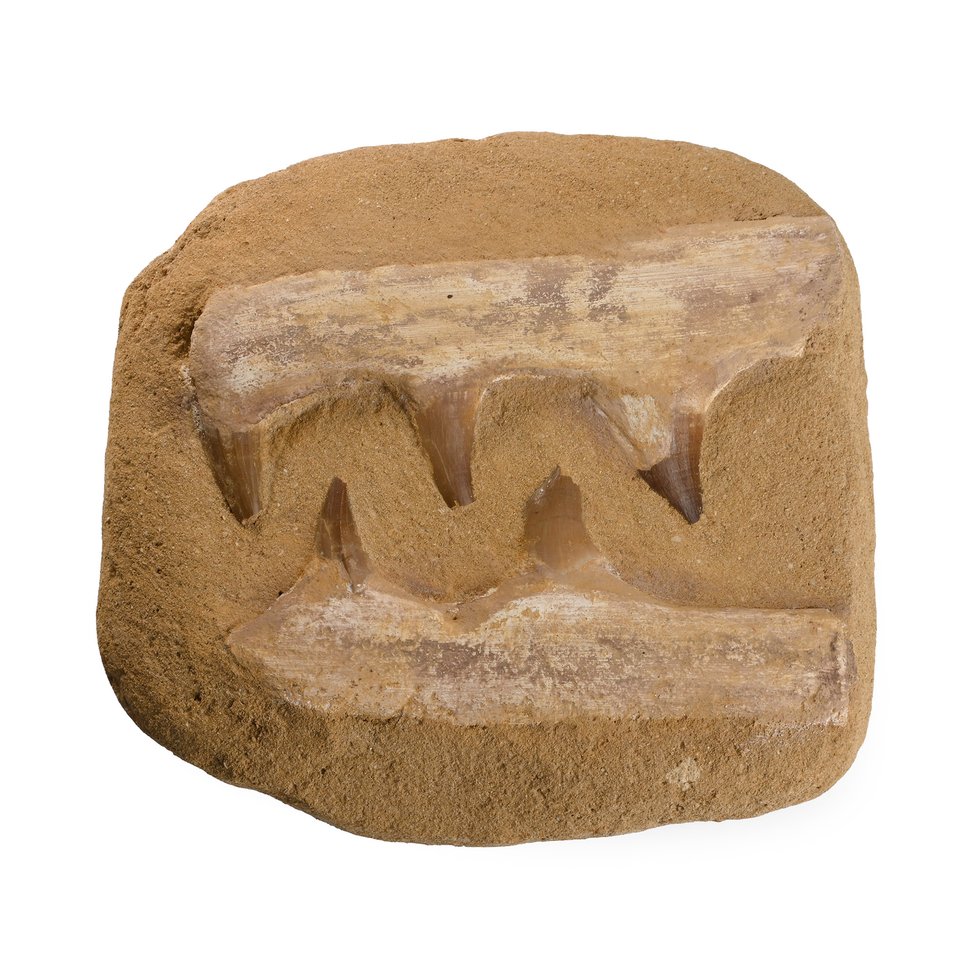 Mosasaur 'Marine Dinosaur' Composite Fossil Teeth on Matrix