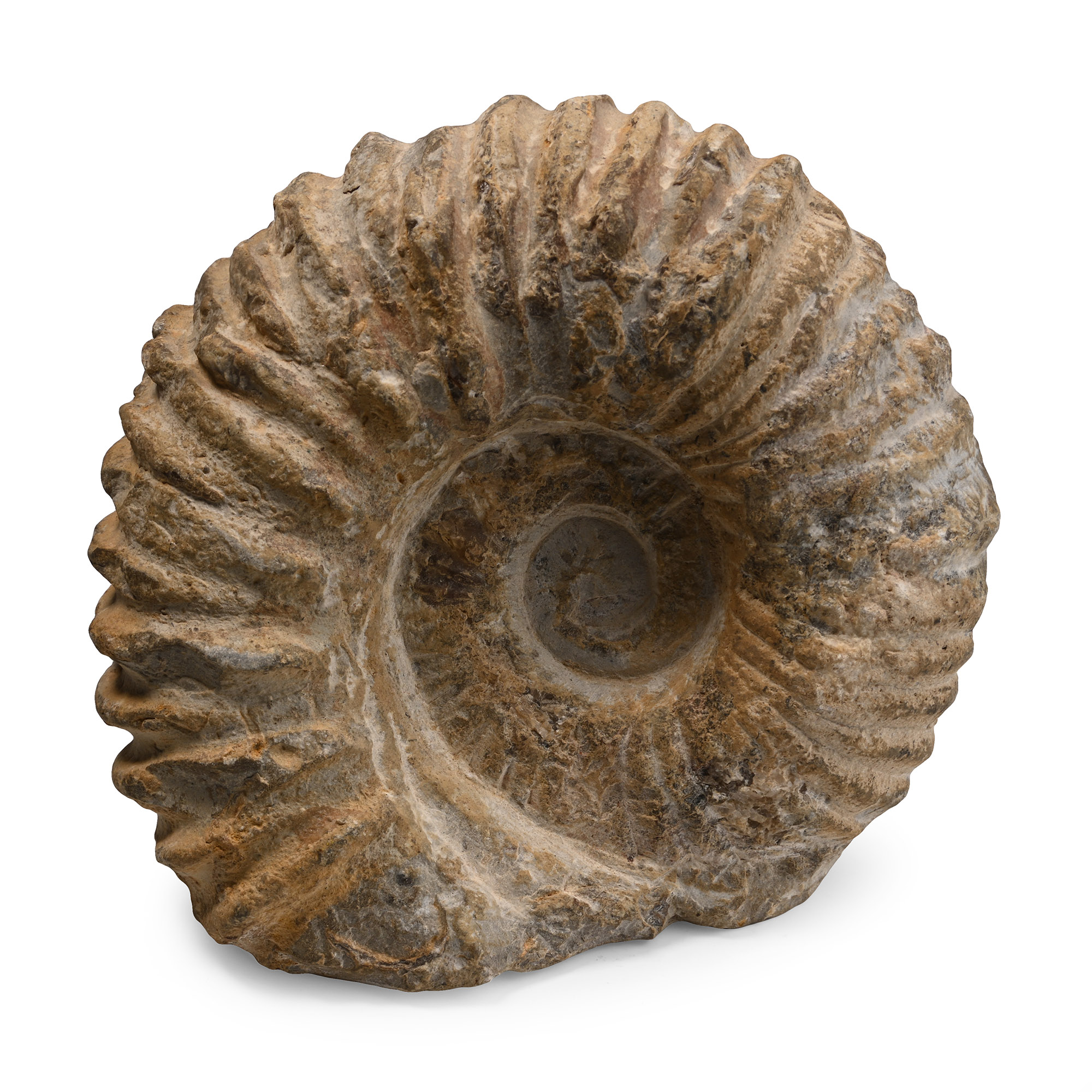 Agadir Fossil Ammonite