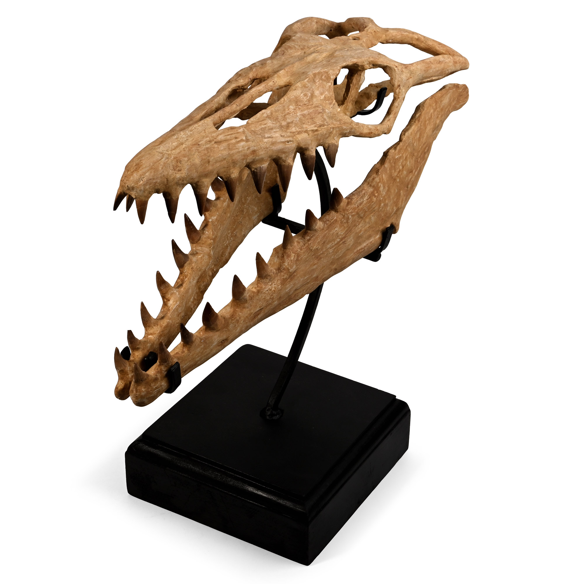 Mosasaur 'Marine Dinosaur' Fossil Skull