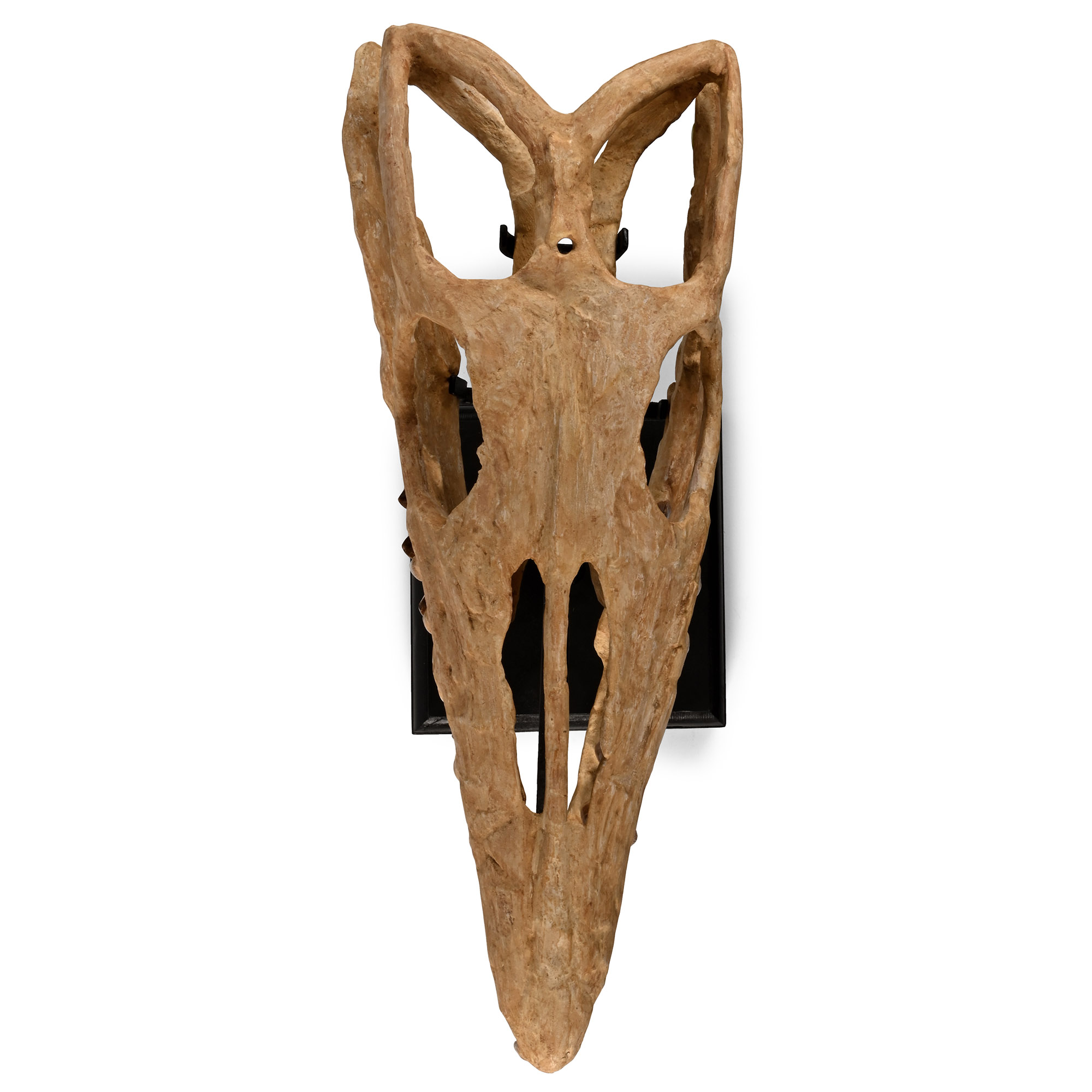 Mosasaur 'Marine Dinosaur' Fossil Skull
