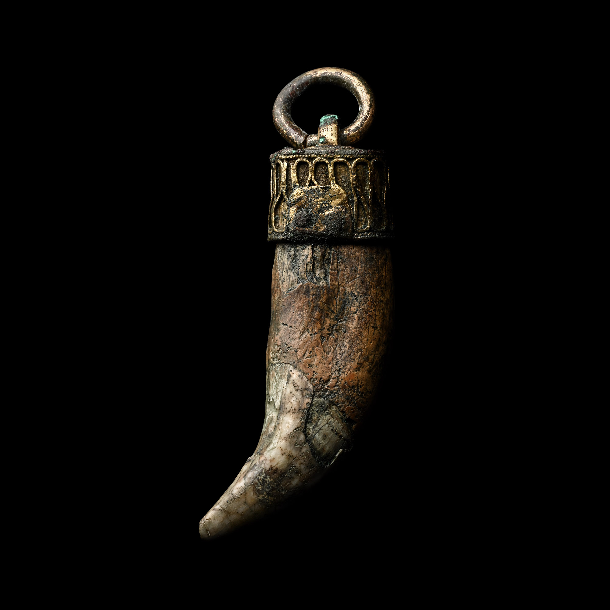 Large Viking Period Bear's Tooth Pendant