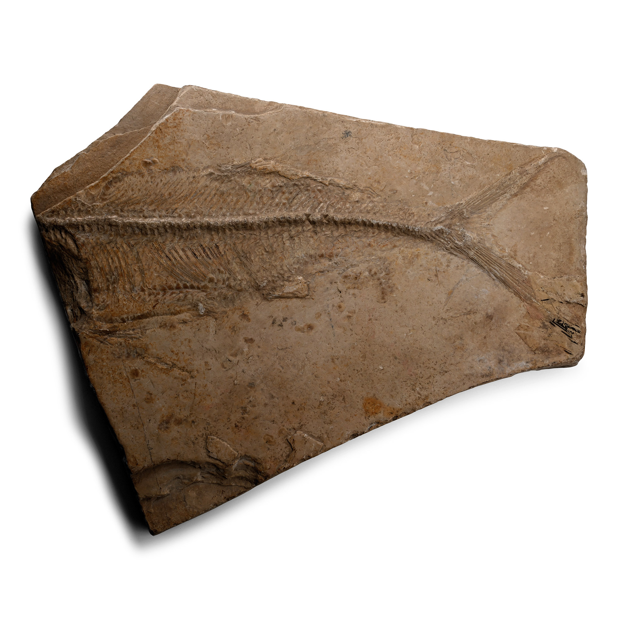 Large Fossil Fish on Matrix