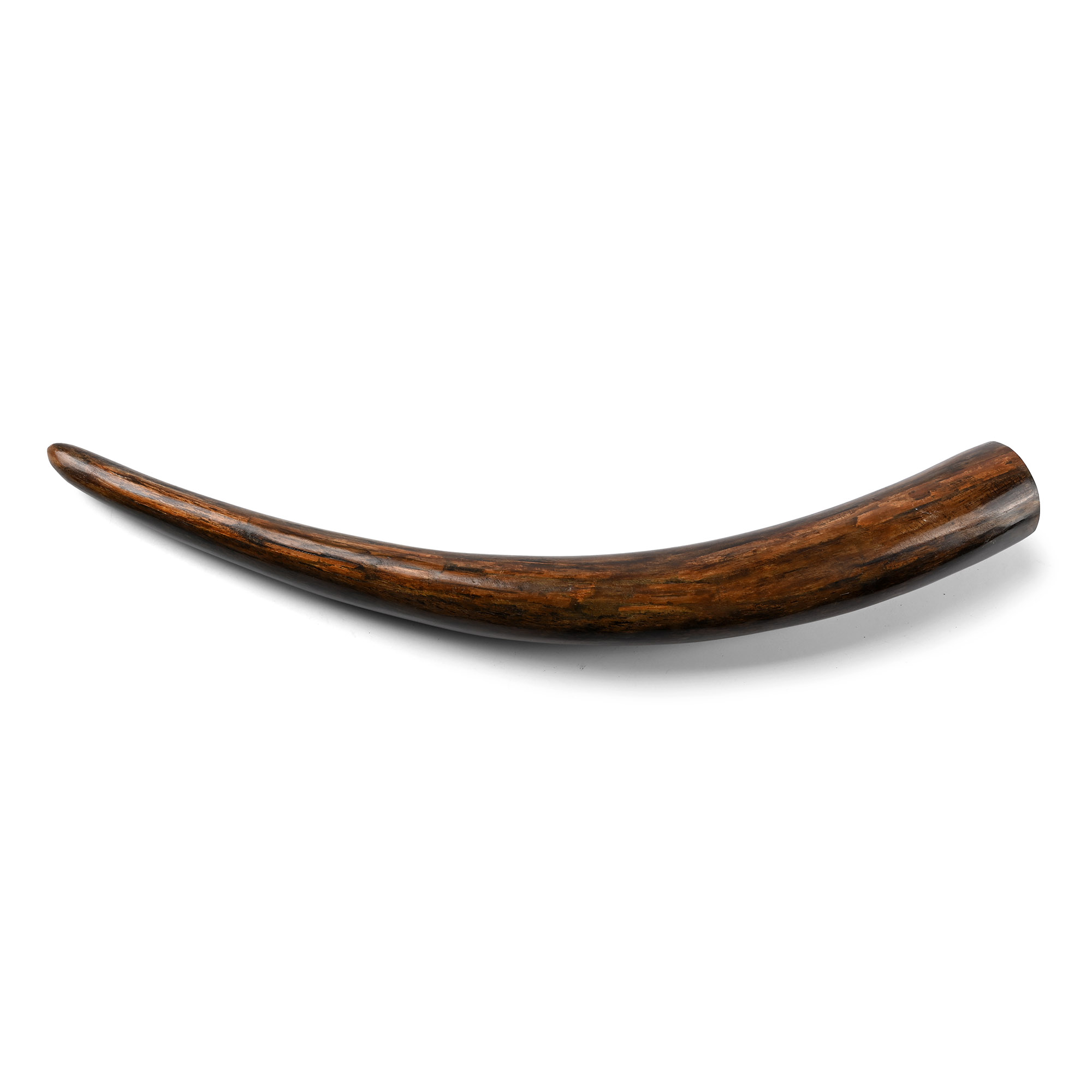 Woolly Mammoth Fossil Tusk