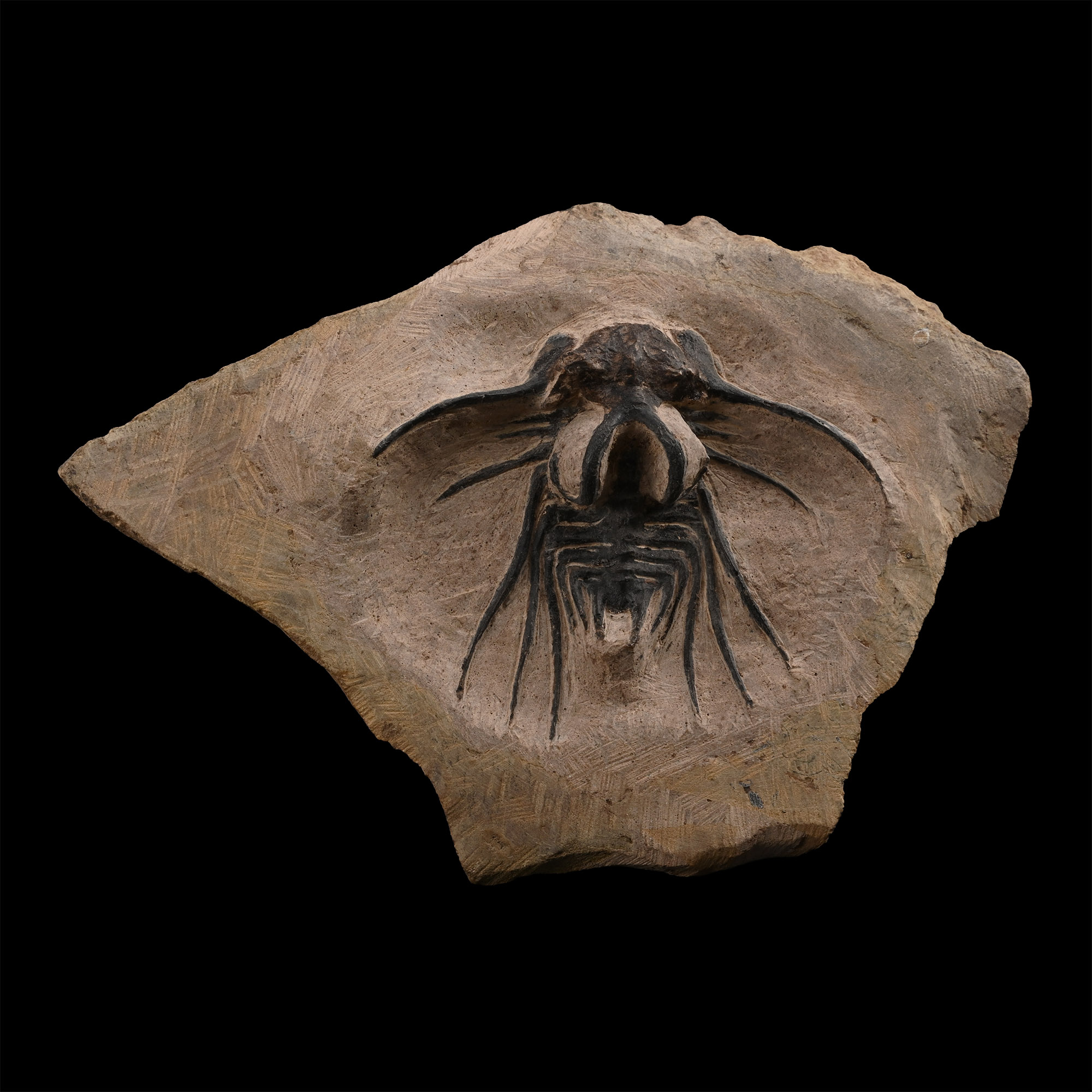 Fossil Dicranurus Monstrosus Trilobite