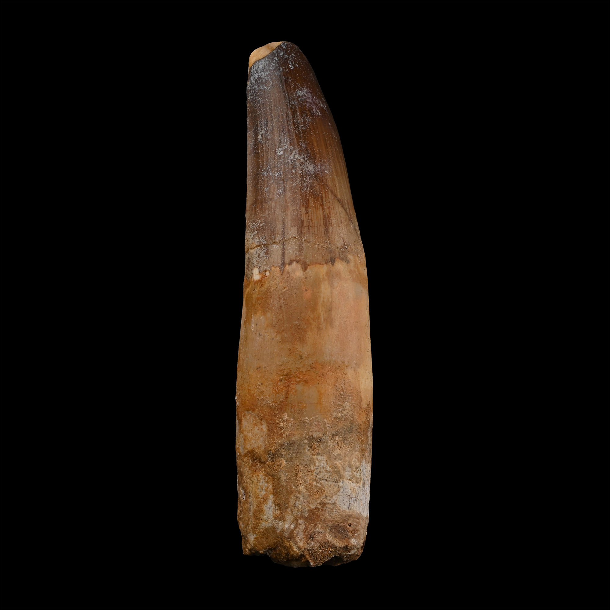 Large Spinosaurus Dinosaur Fossil Tooth
