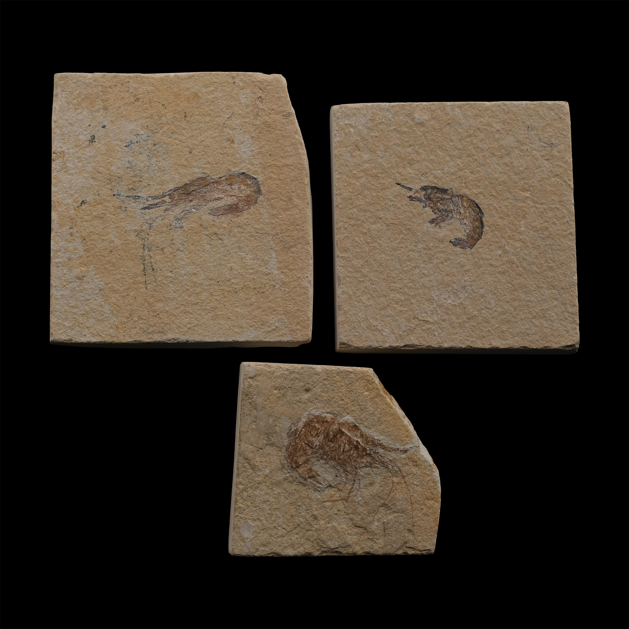 Fossil Shrimp Group