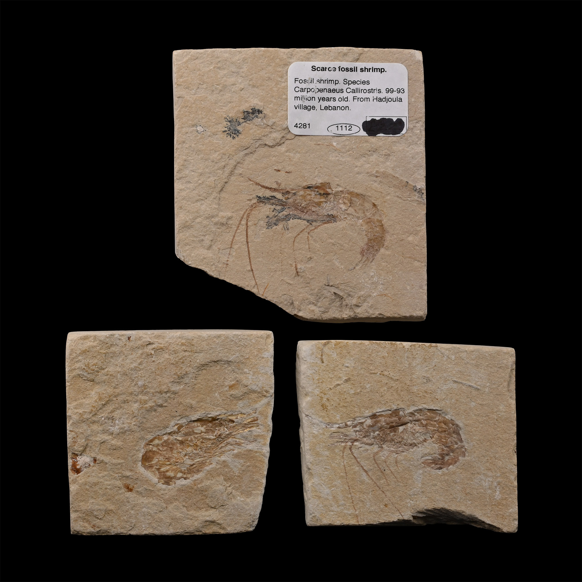 Fossil Shrimp Group