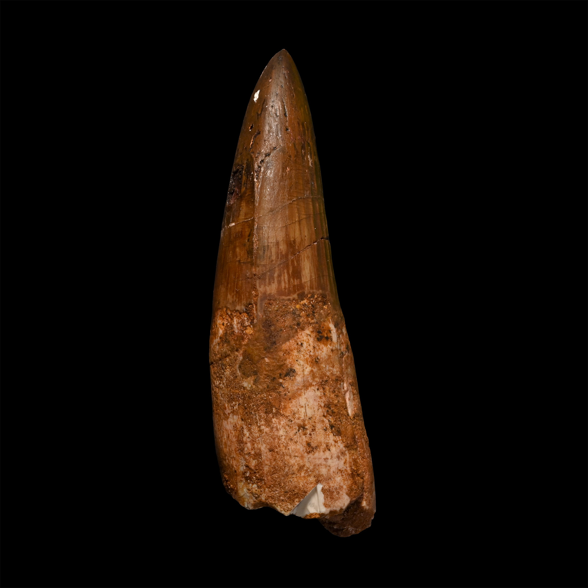 Spinosaurus Dinosaur Fossil Tooth