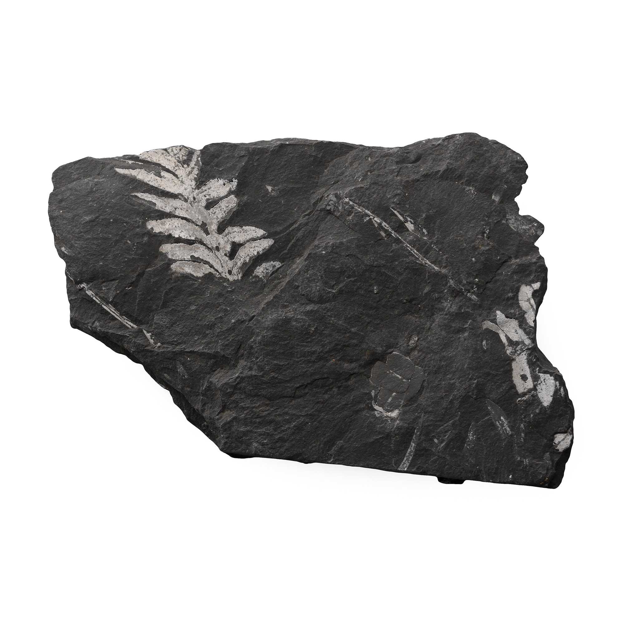 Fossil Pecopteris Fern Leaves