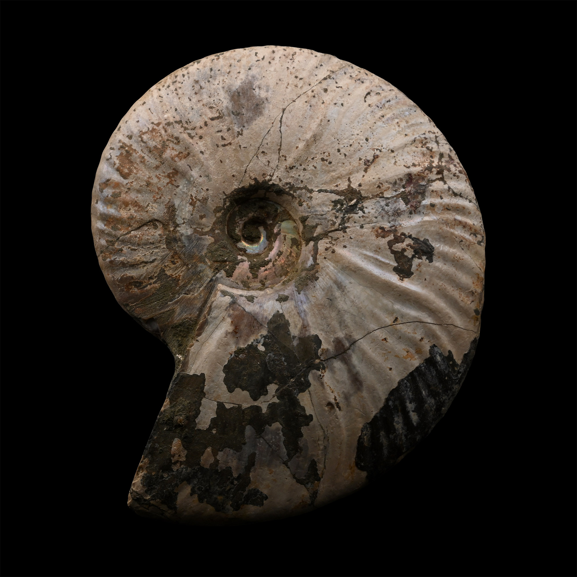 Iridescent Fossil Cleoniceras Ammonite