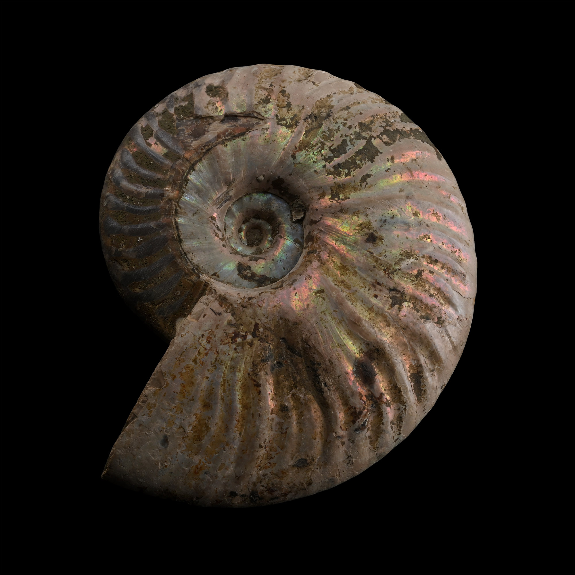 Iridescent Fossil Cleoniceras Ammonite