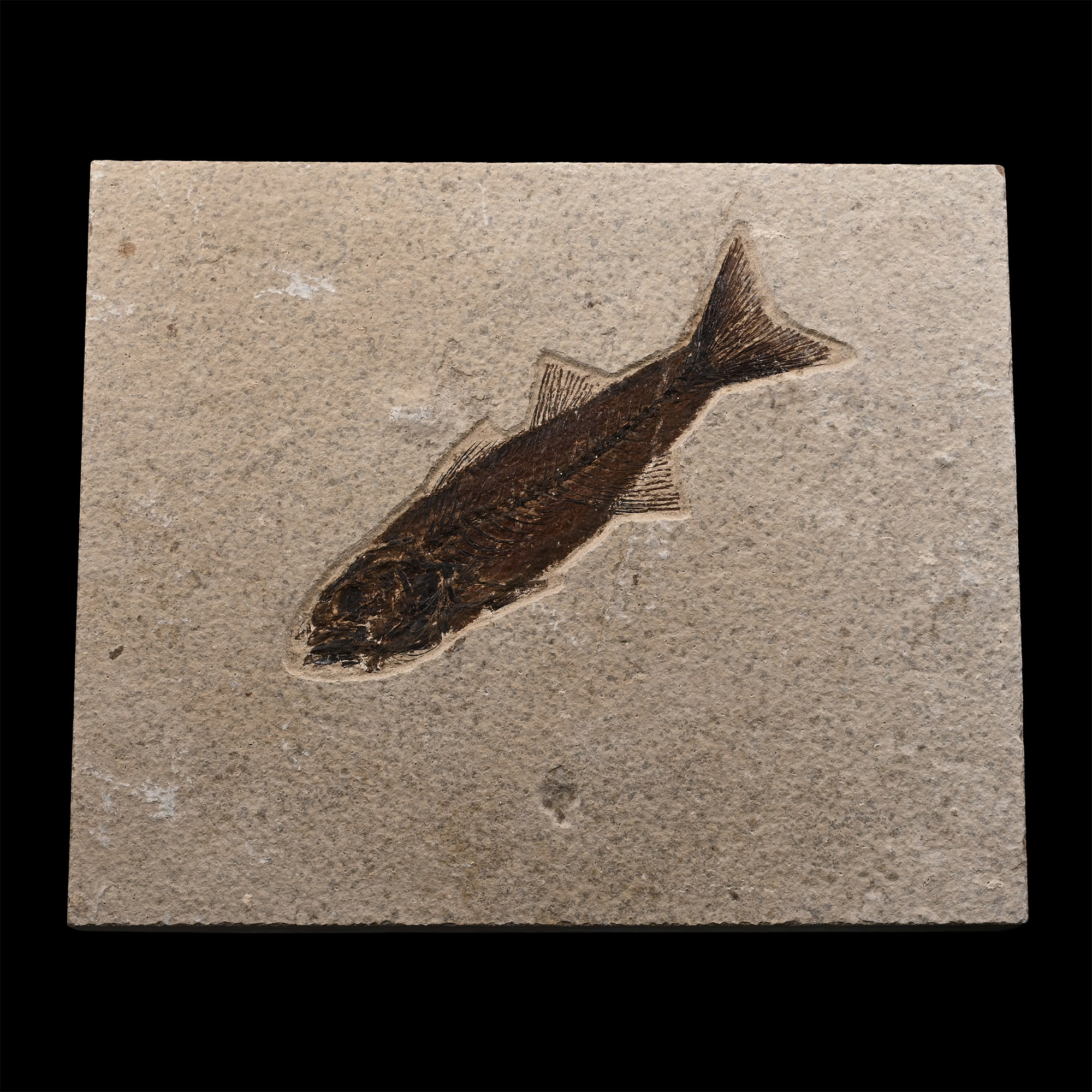 Fossil Mioplosus Fish
