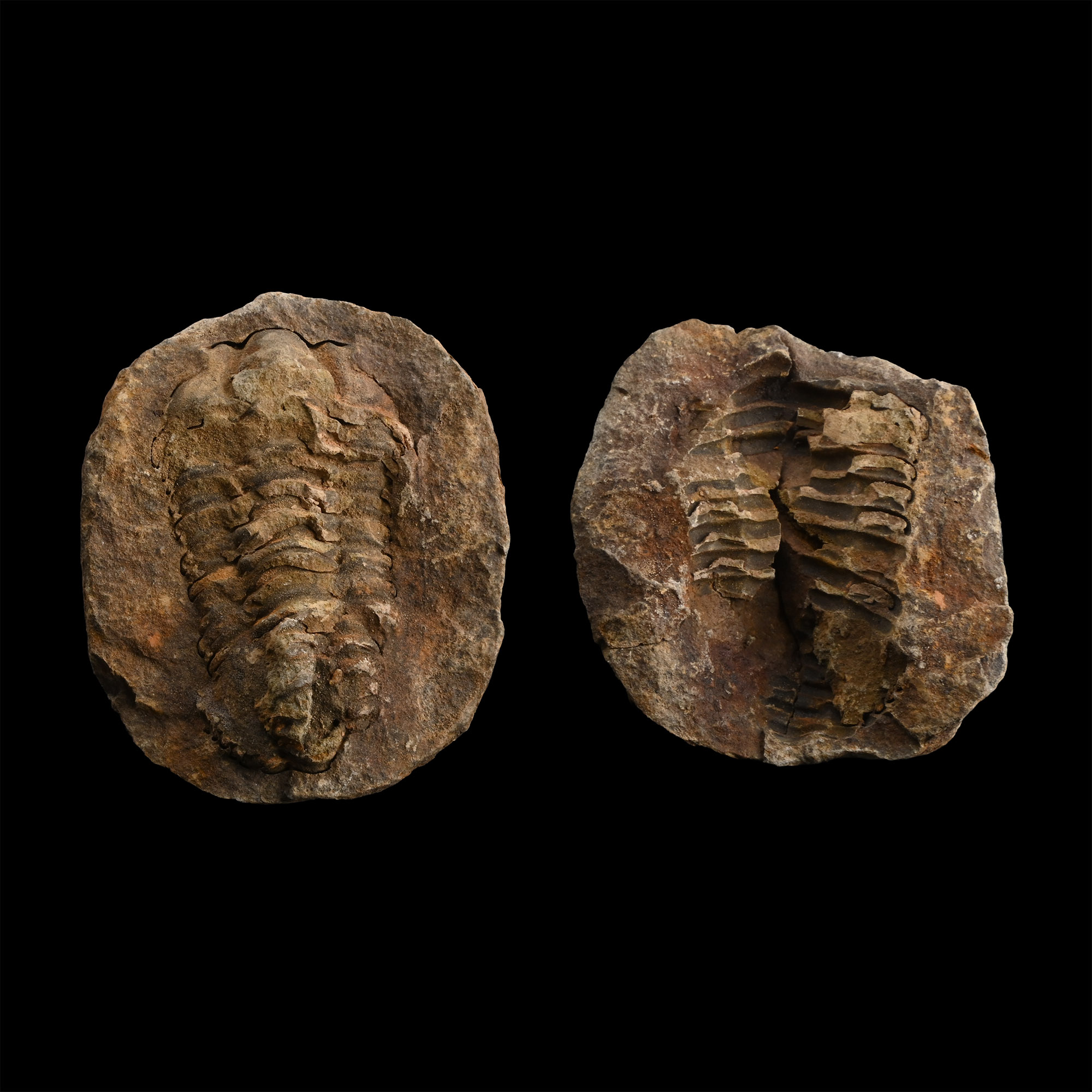 Fossil Calymene Trilobite Nodule